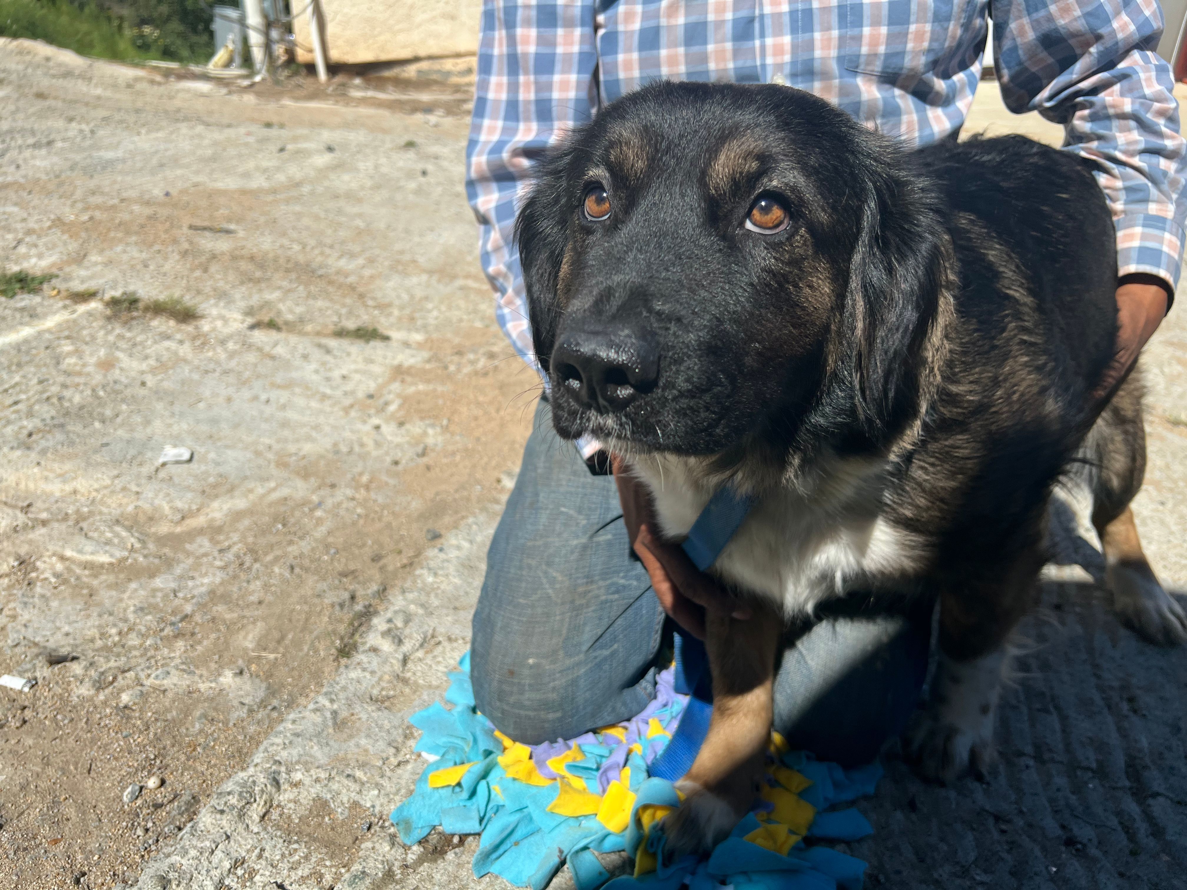 Estella, an adoptable Labrador Retriever, Golden Retriever in Bakersfield, CA, 93306 | Photo Image 2