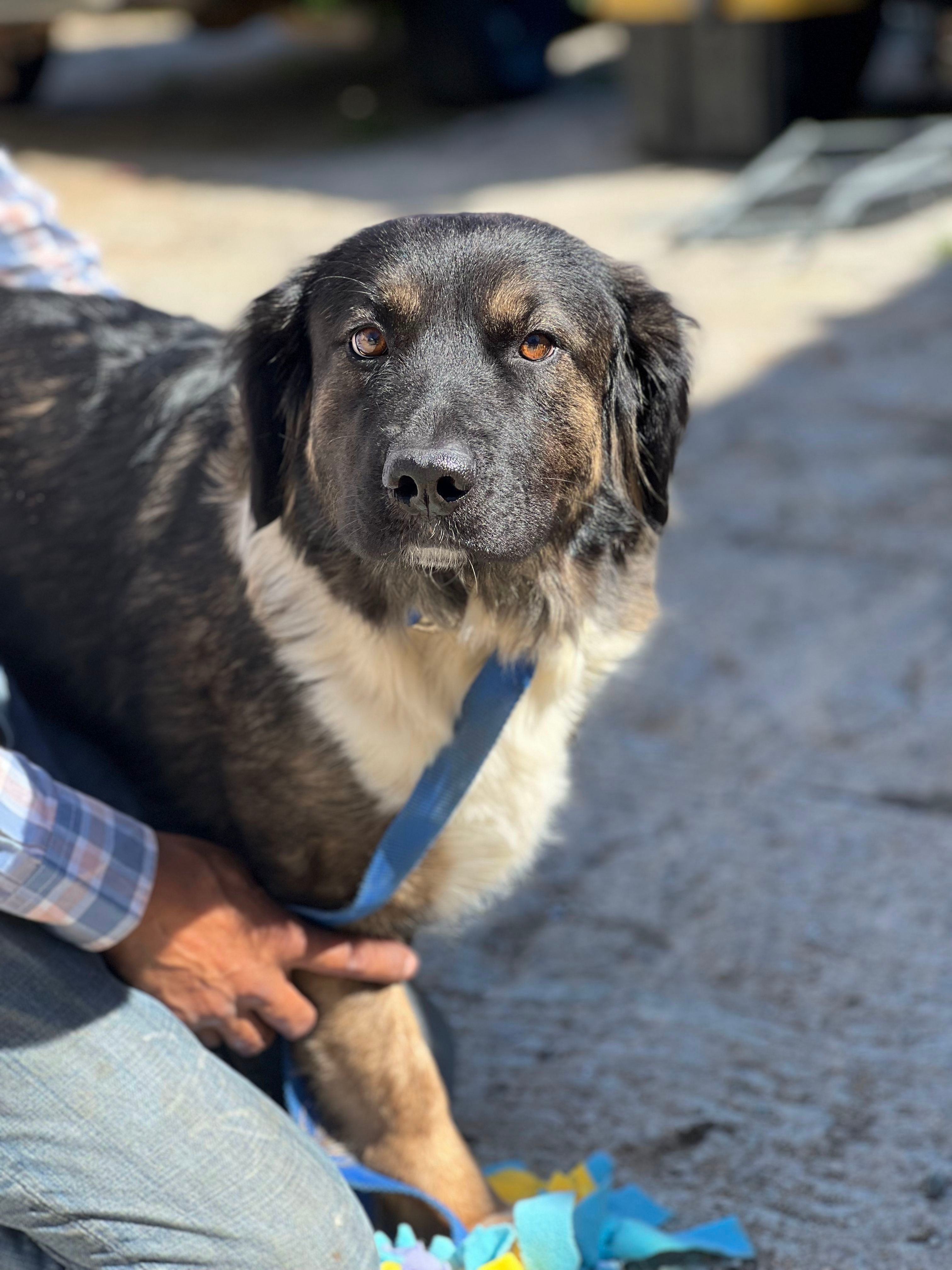 Estella, an adoptable Labrador Retriever, Golden Retriever in Bakersfield, CA, 93306 | Photo Image 3