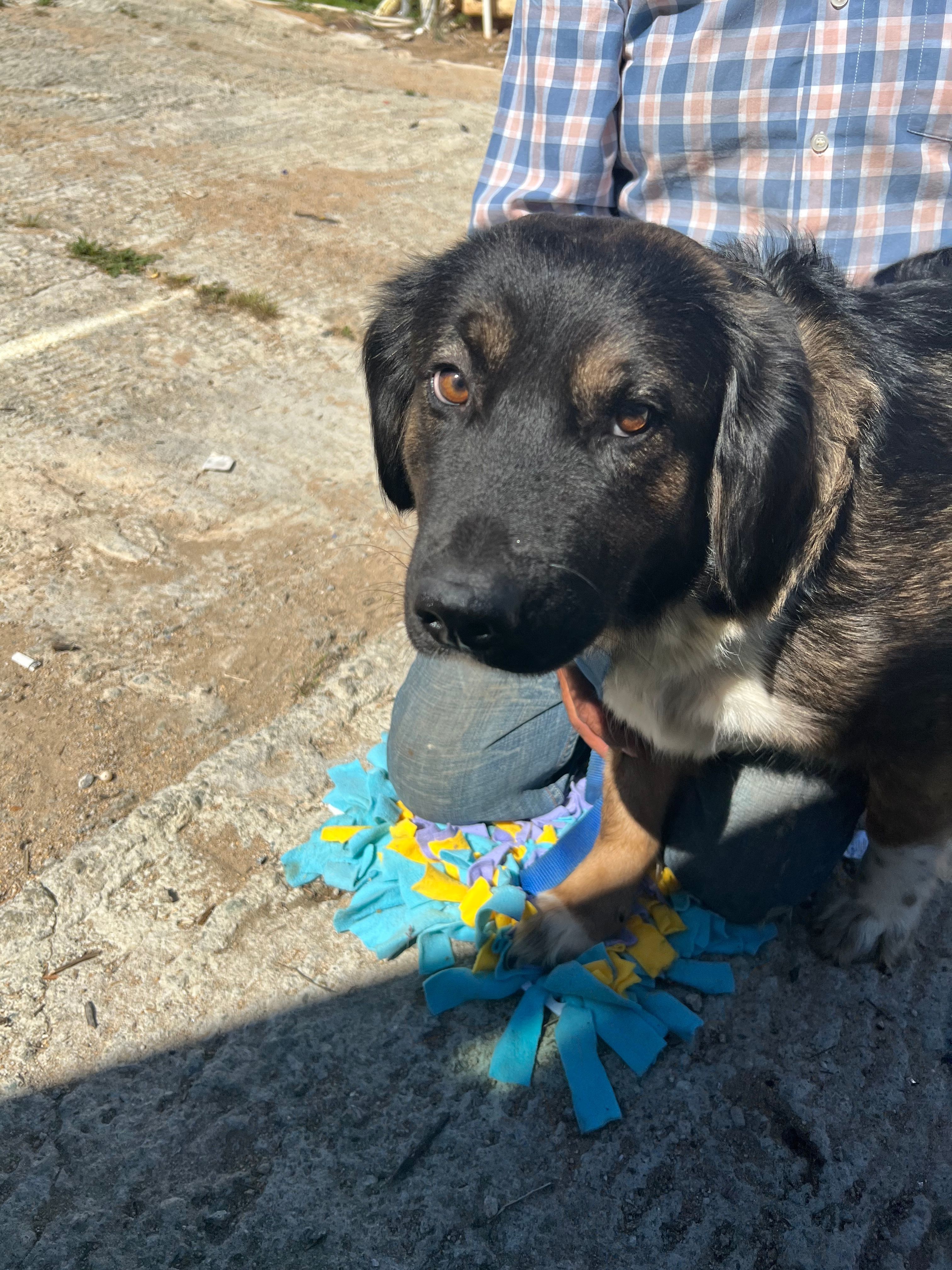 Estella, an adoptable Labrador Retriever, Golden Retriever in Bakersfield, CA, 93306 | Photo Image 4