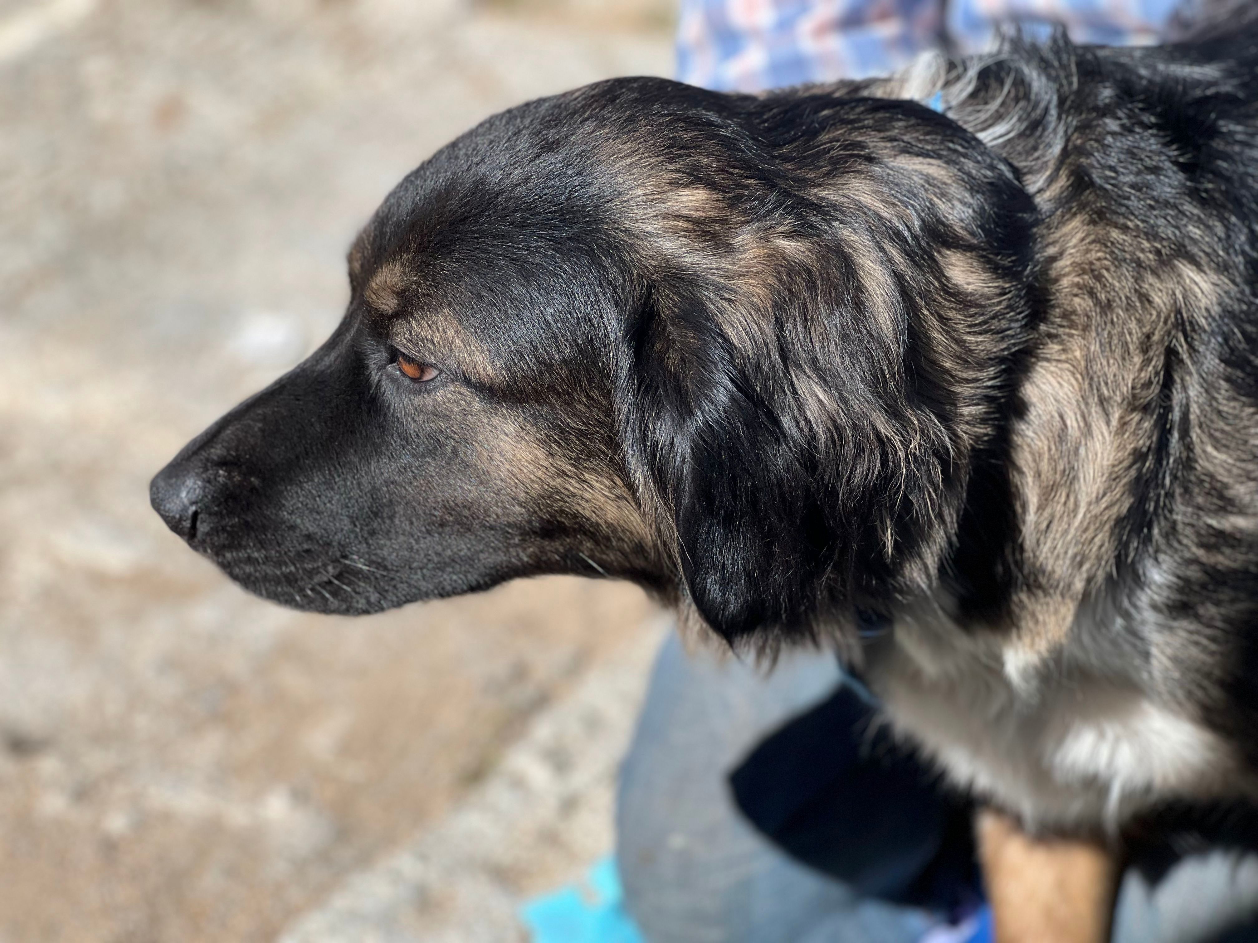 Estella, an adoptable Labrador Retriever, Golden Retriever in Bakersfield, CA, 93306 | Photo Image 6