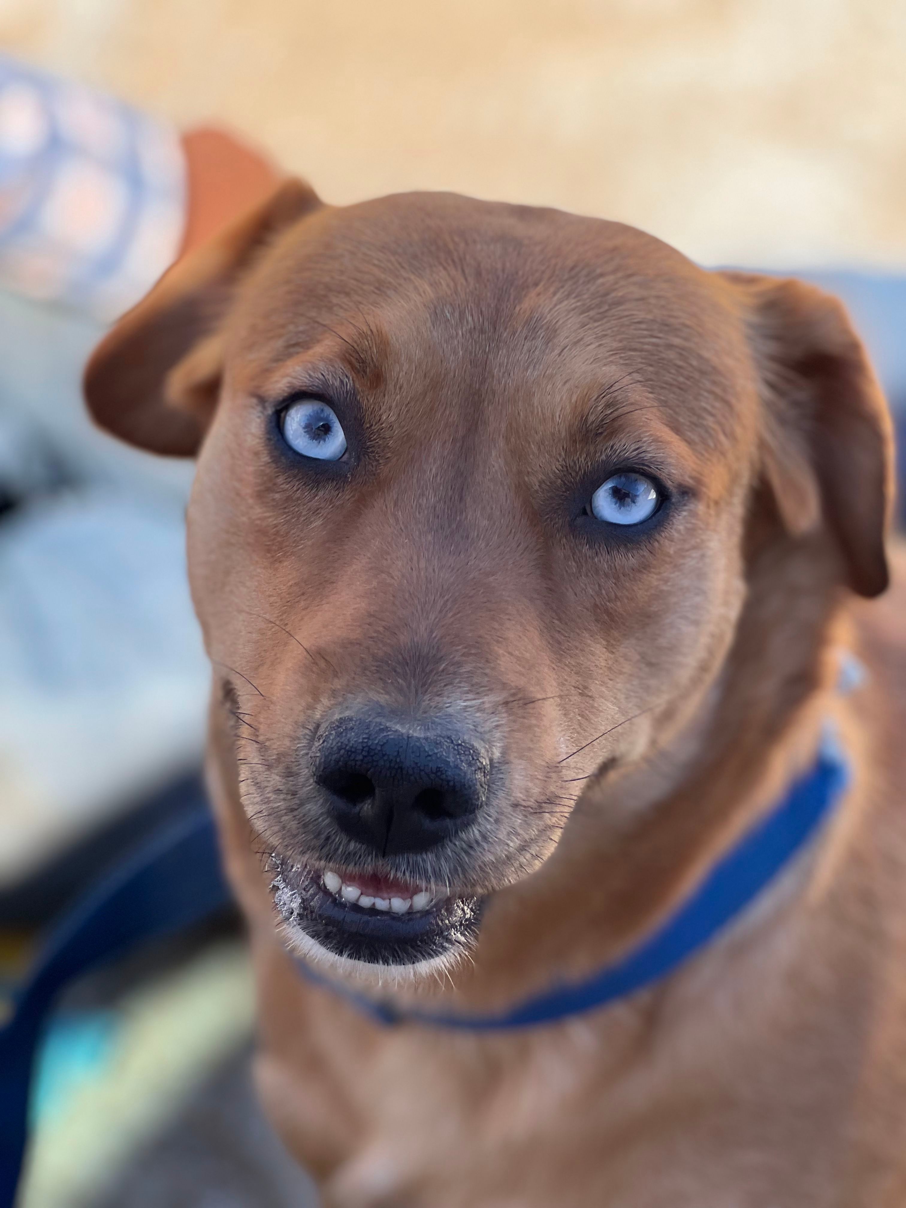 Dukesa, an adoptable Shepherd, Labrador Retriever in Bakersfield, CA, 93306 | Photo Image 1