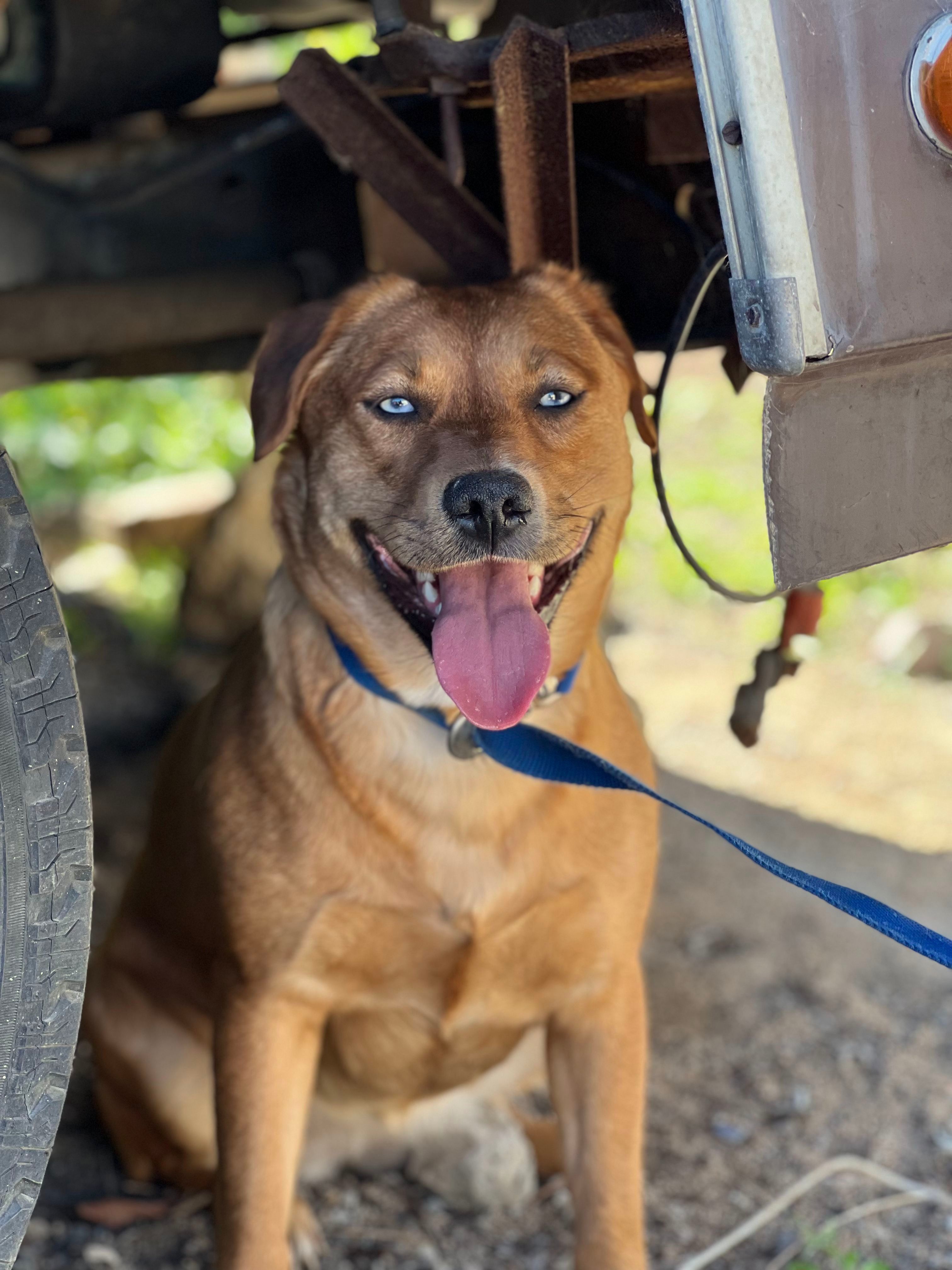 Dukesa, an adoptable Shepherd, Labrador Retriever in Bakersfield, CA, 93306 | Photo Image 2