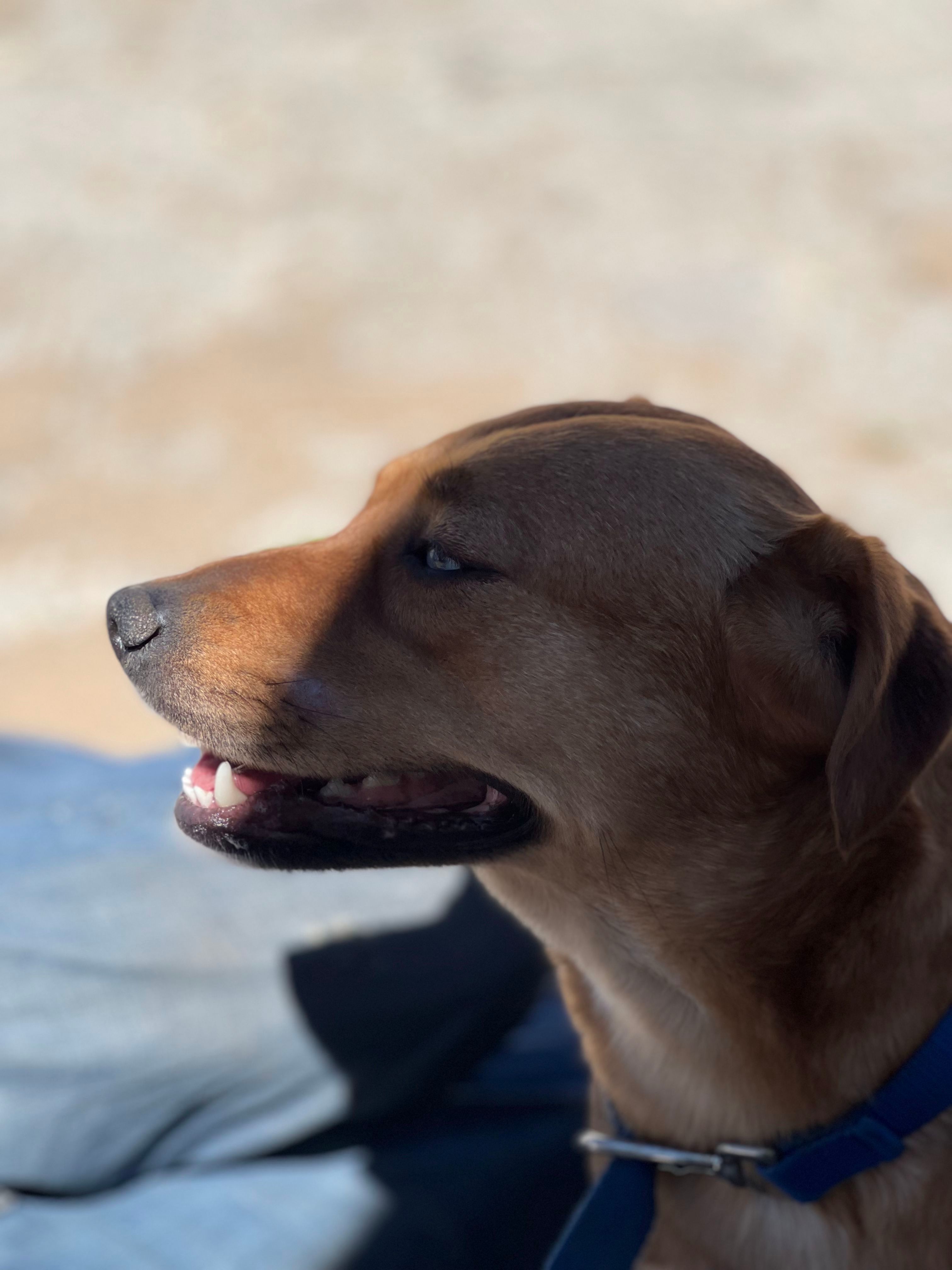 Dukesa, an adoptable Shepherd, Labrador Retriever in Bakersfield, CA, 93306 | Photo Image 3