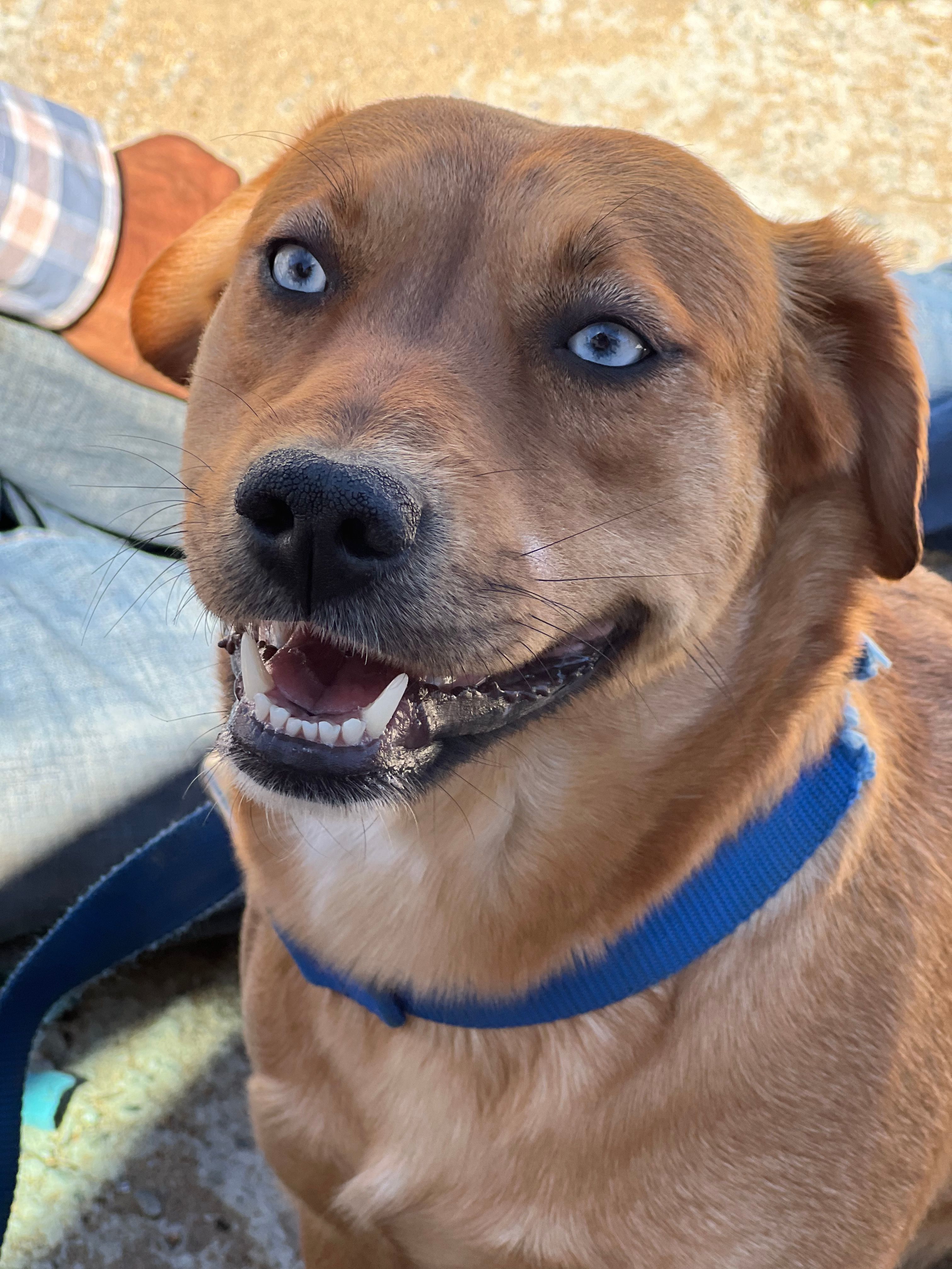 Dukesa, an adoptable Shepherd, Labrador Retriever in Bakersfield, CA, 93306 | Photo Image 4