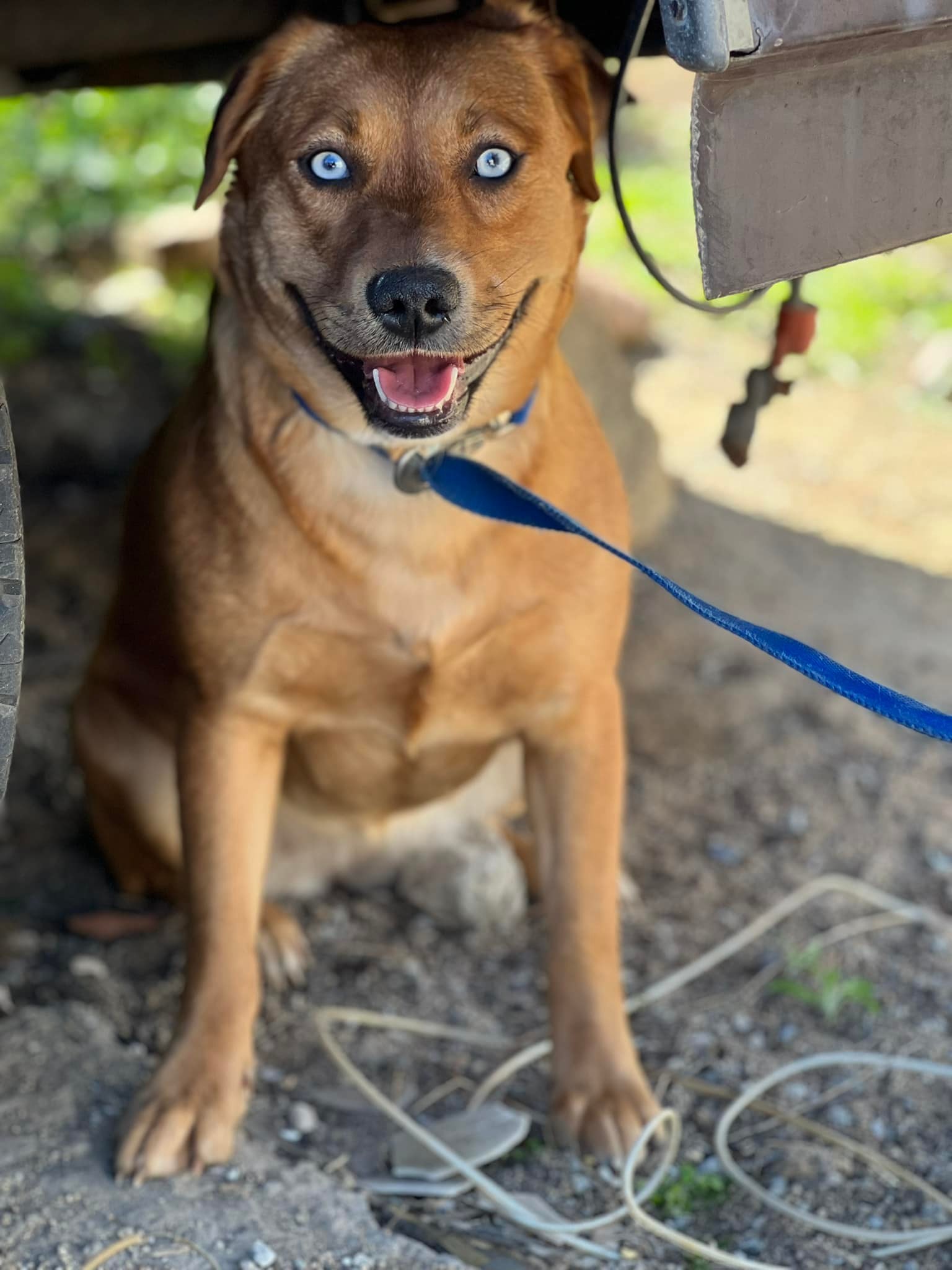 Dukesa, an adoptable Shepherd, Labrador Retriever in Bakersfield, CA, 93306 | Photo Image 5