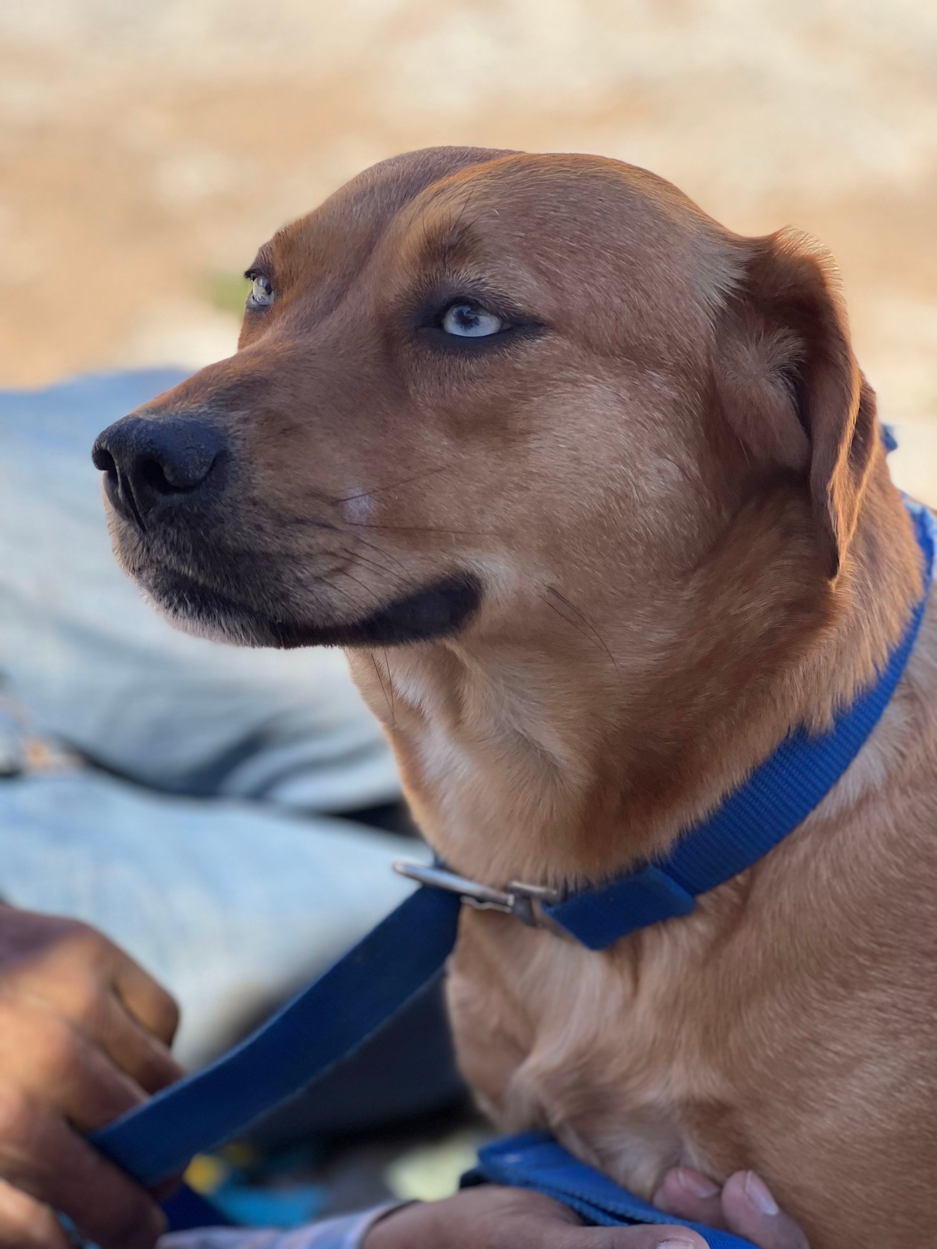 Dukesa, an adoptable Shepherd, Labrador Retriever in Bakersfield, CA, 93306 | Photo Image 6