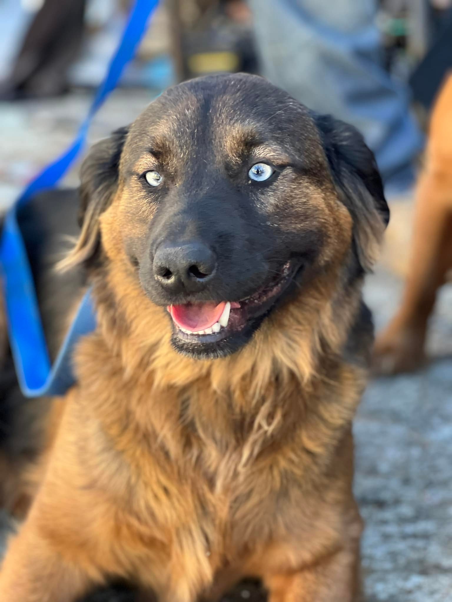 Papichulo, an adoptable Golden Retriever, Labrador Retriever in Bakersfield, CA, 93306 | Photo Image 1