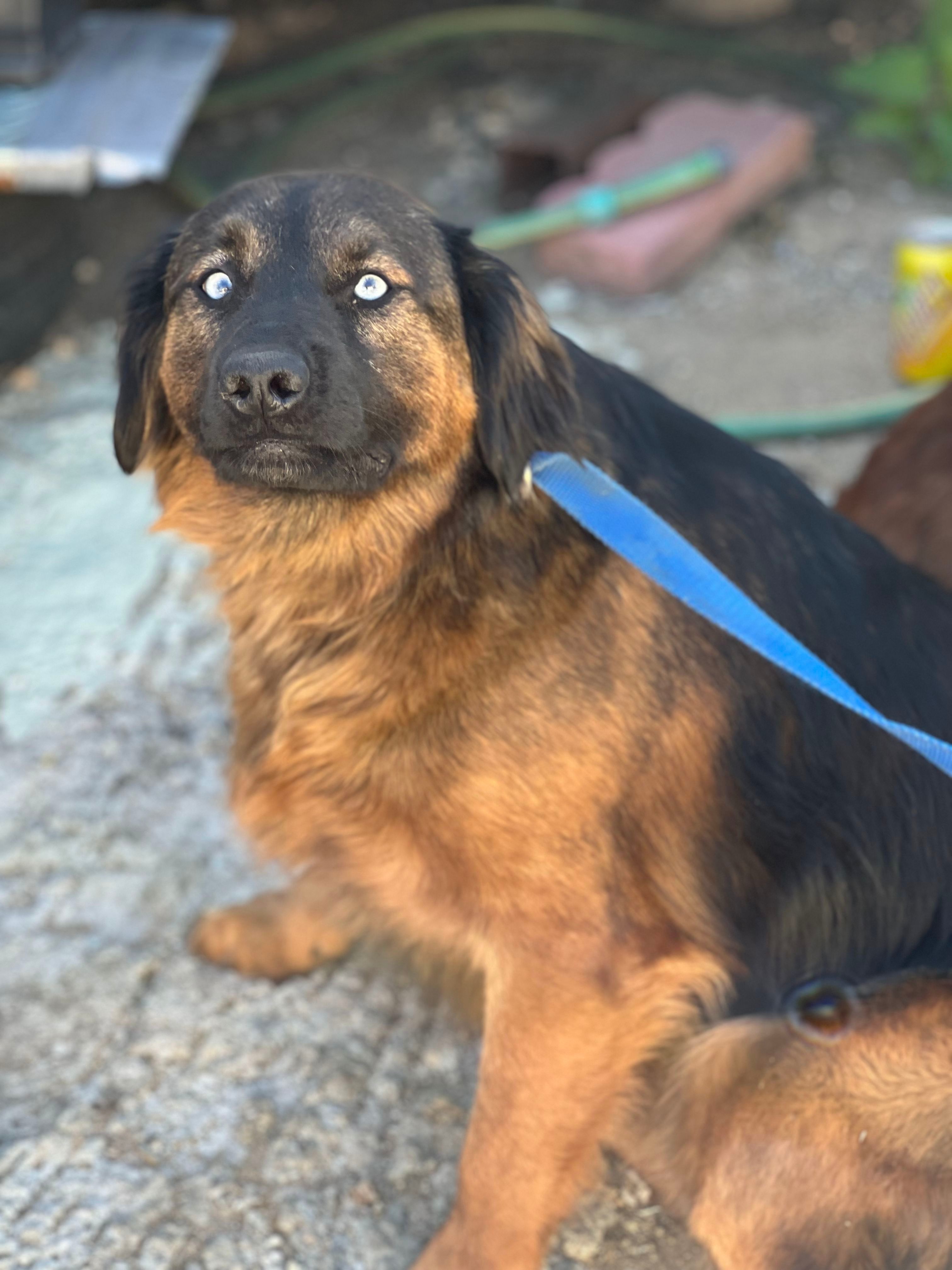 Papichulo, an adoptable Golden Retriever, Labrador Retriever in Bakersfield, CA, 93306 | Photo Image 2