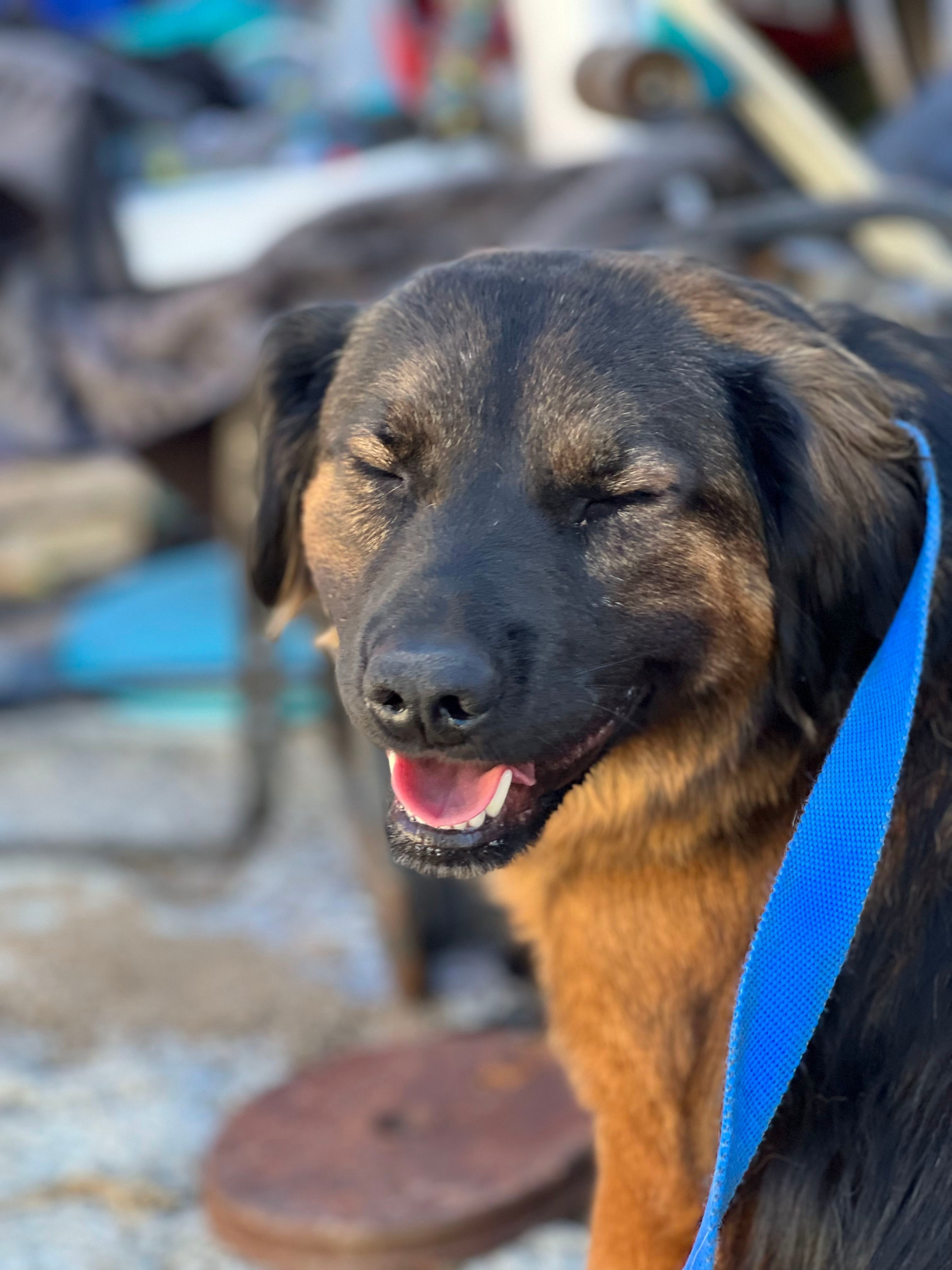 Papichulo, an adoptable Golden Retriever, Labrador Retriever in Bakersfield, CA, 93306 | Photo Image 3