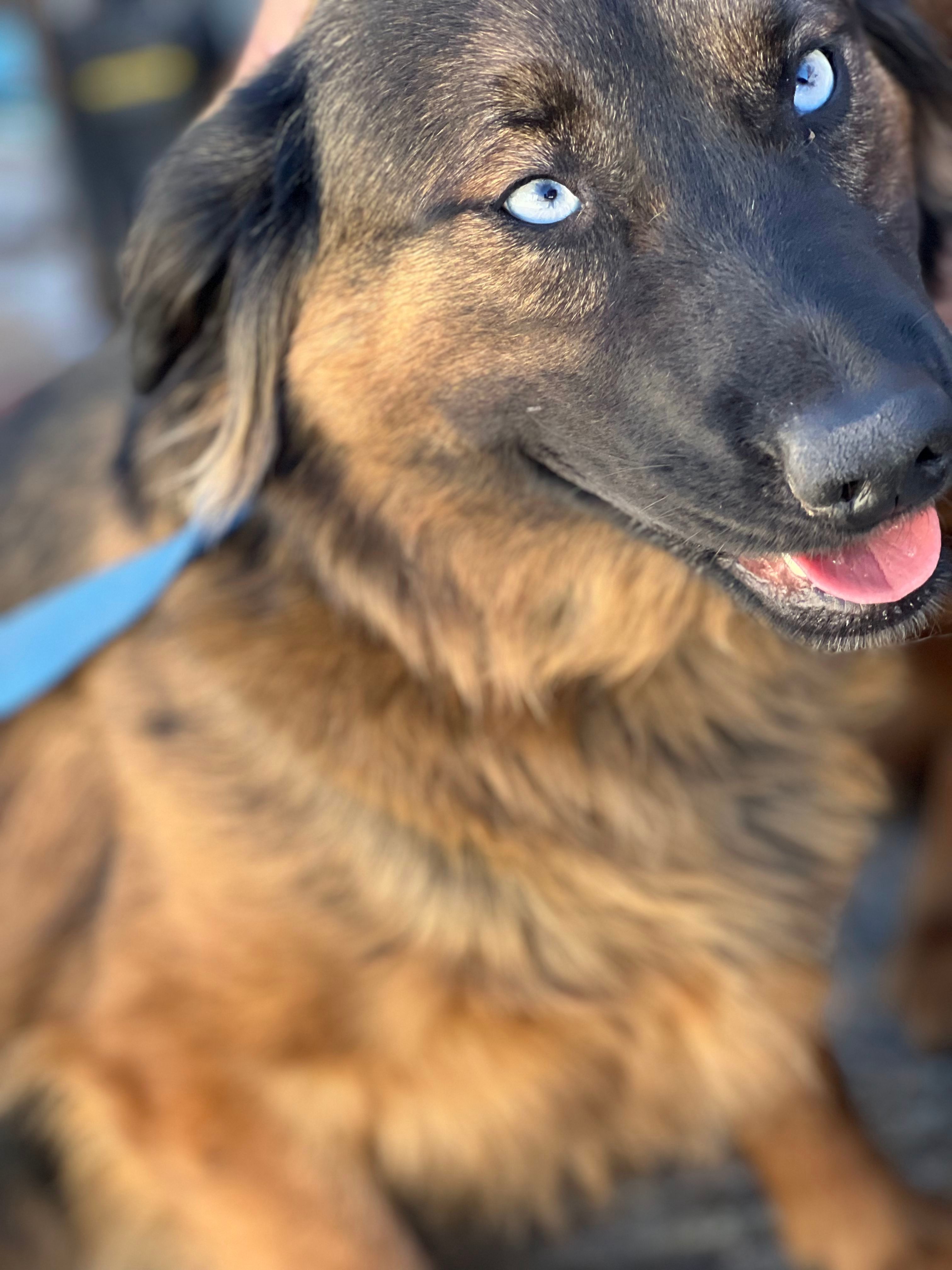 Papichulo, an adoptable Golden Retriever, Labrador Retriever in Bakersfield, CA, 93306 | Photo Image 5