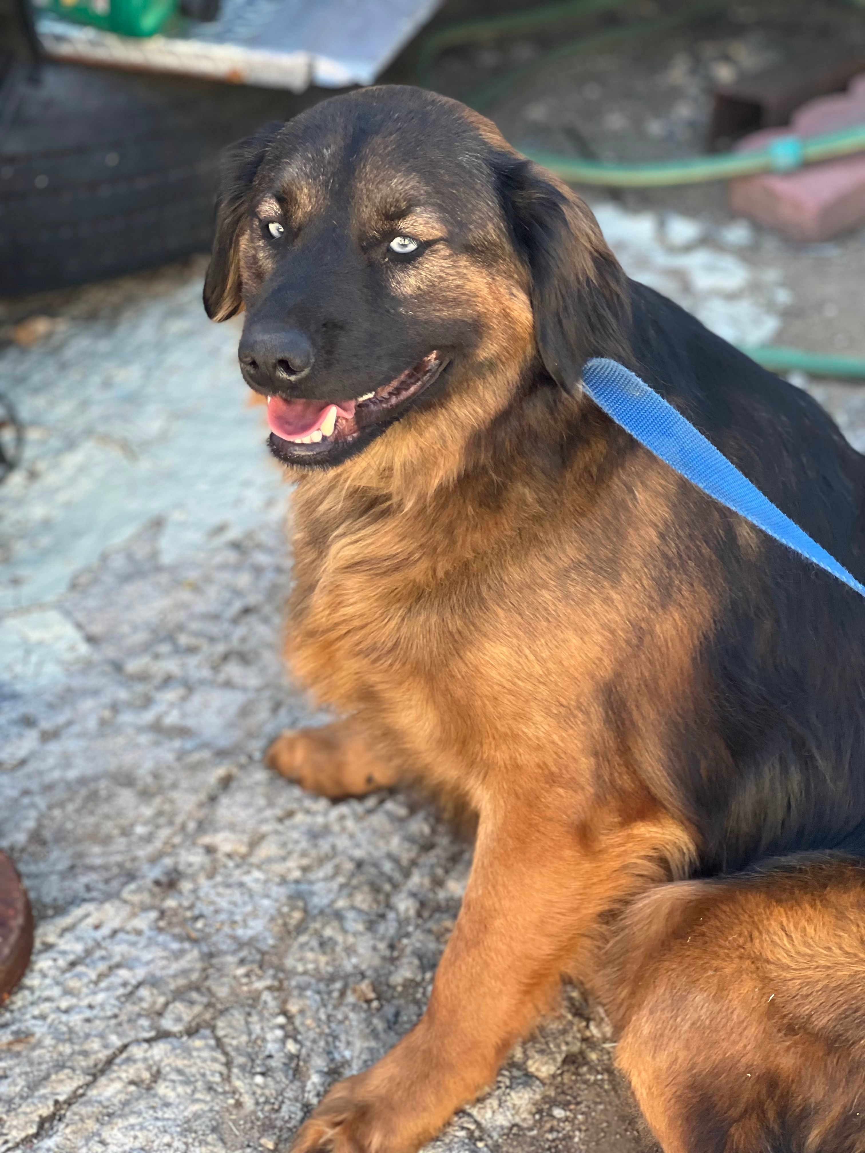 Papichulo, an adoptable Golden Retriever, Labrador Retriever in Bakersfield, CA, 93306 | Photo Image 6