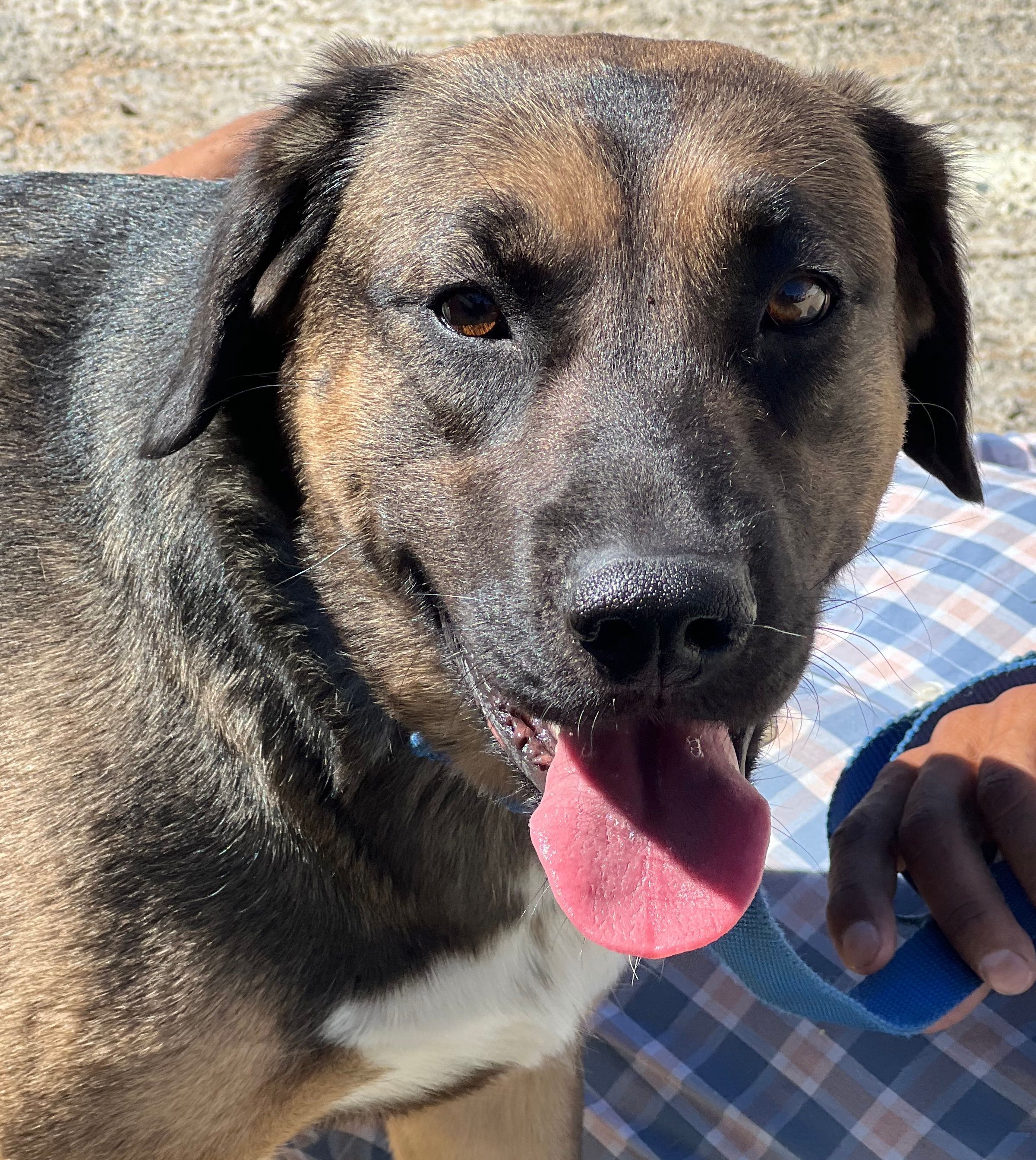 Corazon, an adoptable Retriever, Shepherd in Bakersfield, CA, 93306 | Photo Image 2