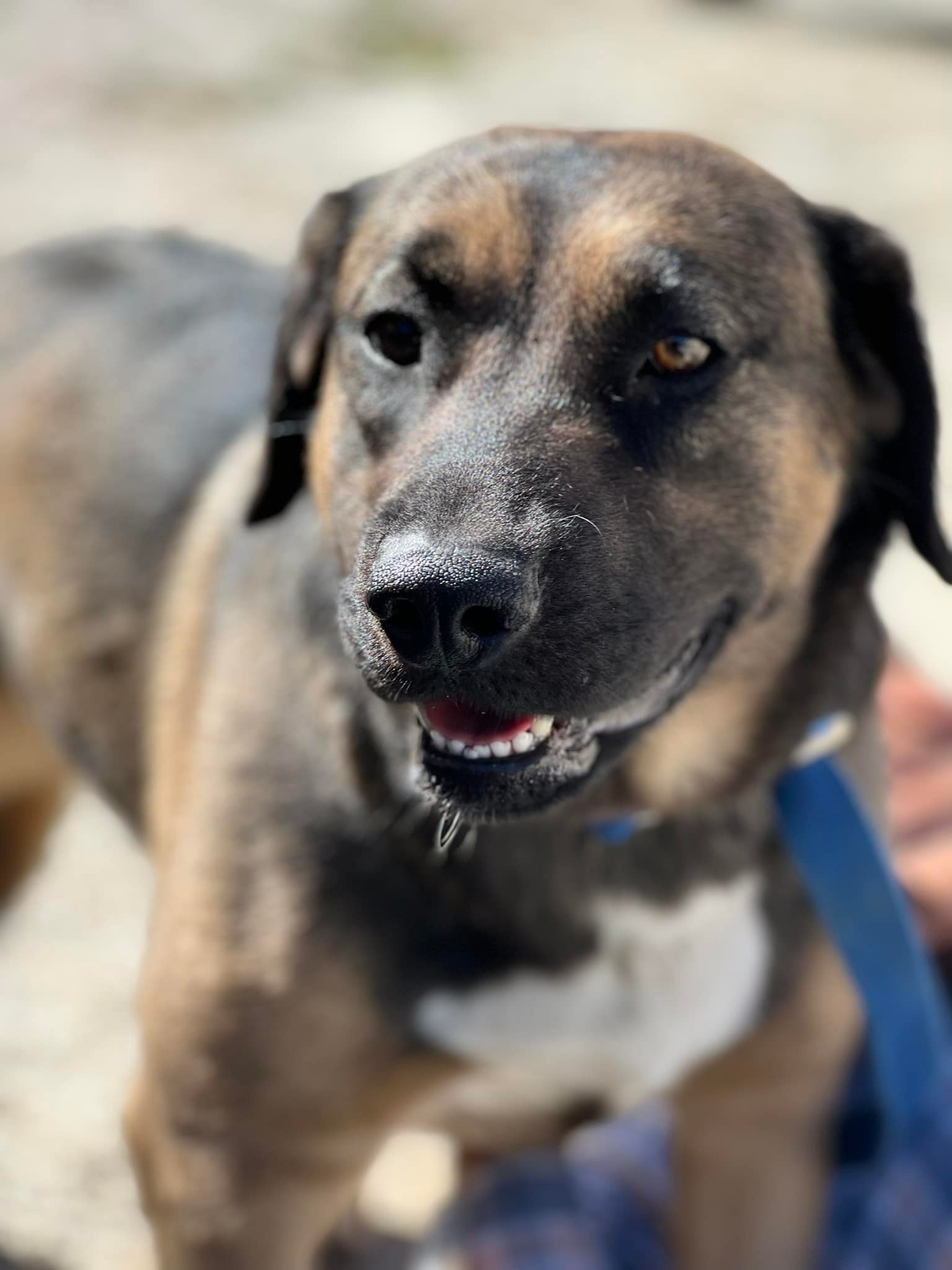Corazon, an adoptable Retriever, Shepherd in Bakersfield, CA, 93306 | Photo Image 1
