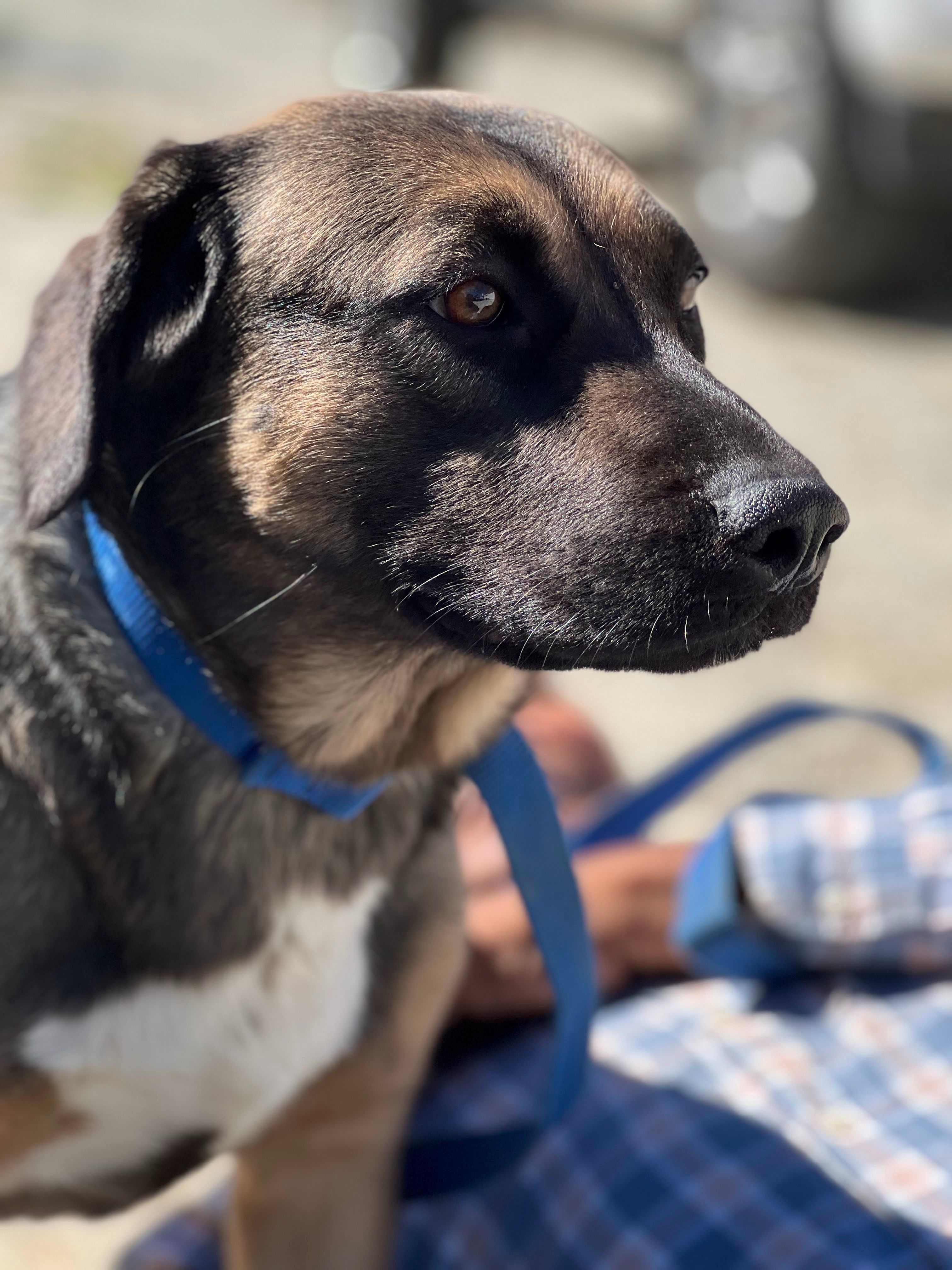 Corazon, an adoptable Retriever, Shepherd in Bakersfield, CA, 93306 | Photo Image 3
