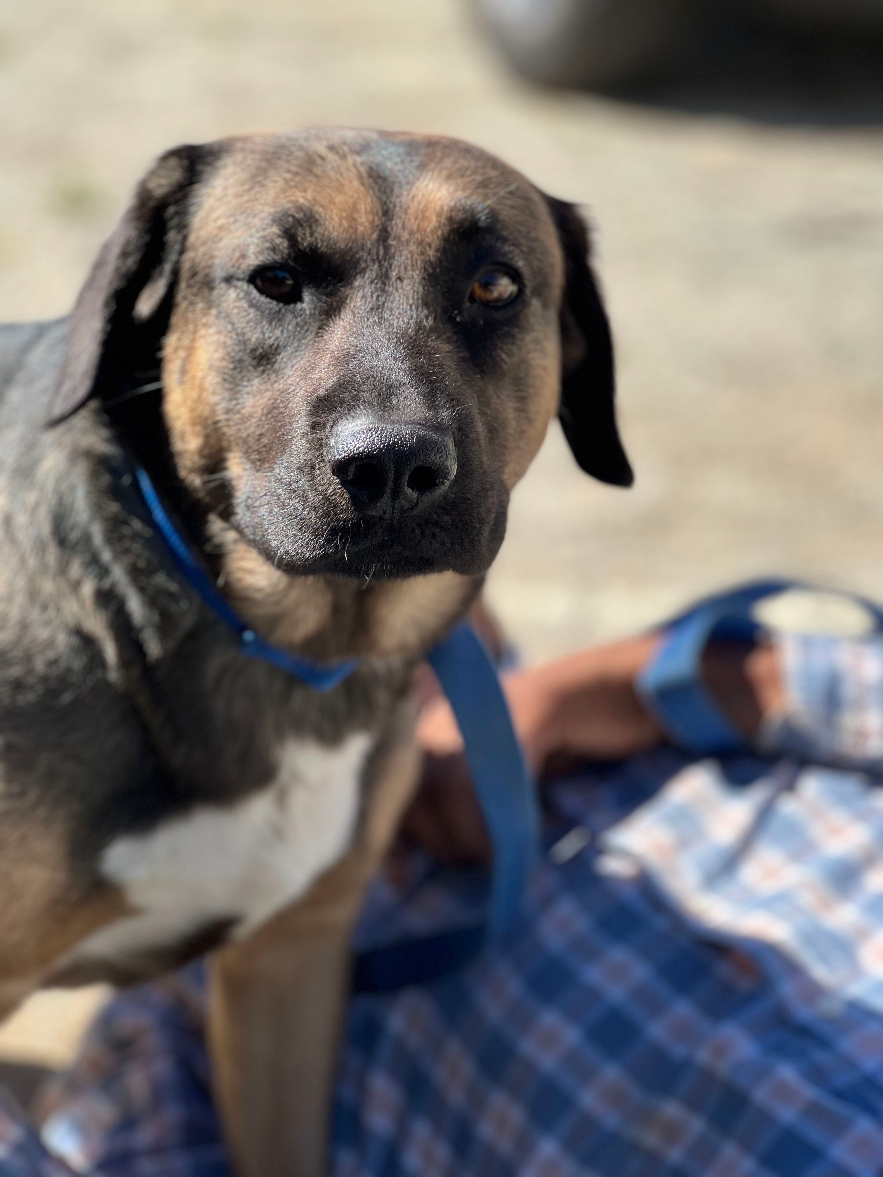 Corazon, an adoptable Retriever, Shepherd in Bakersfield, CA, 93306 | Photo Image 4