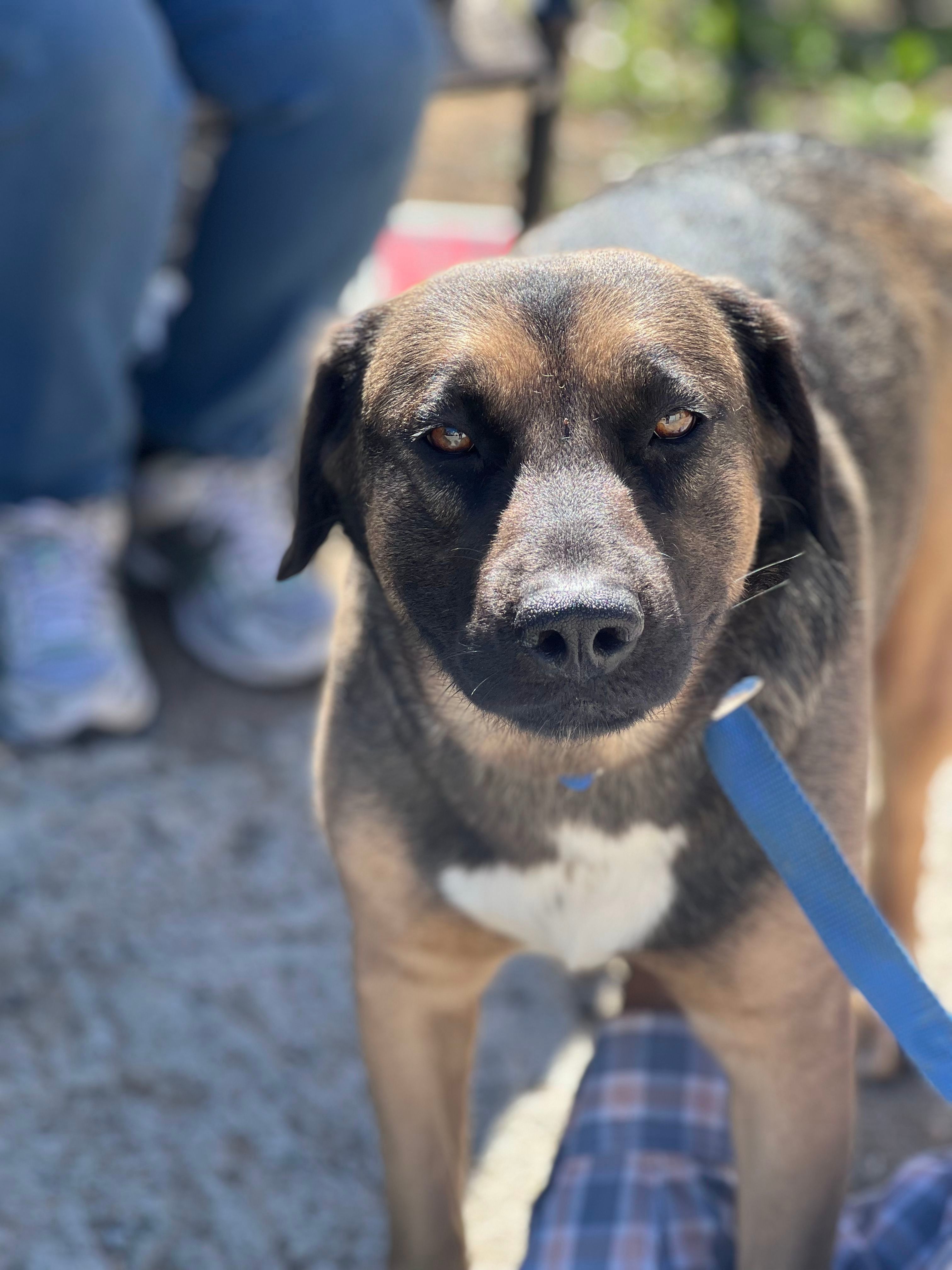 Corazon, an adoptable Retriever, Shepherd in Bakersfield, CA, 93306 | Photo Image 5