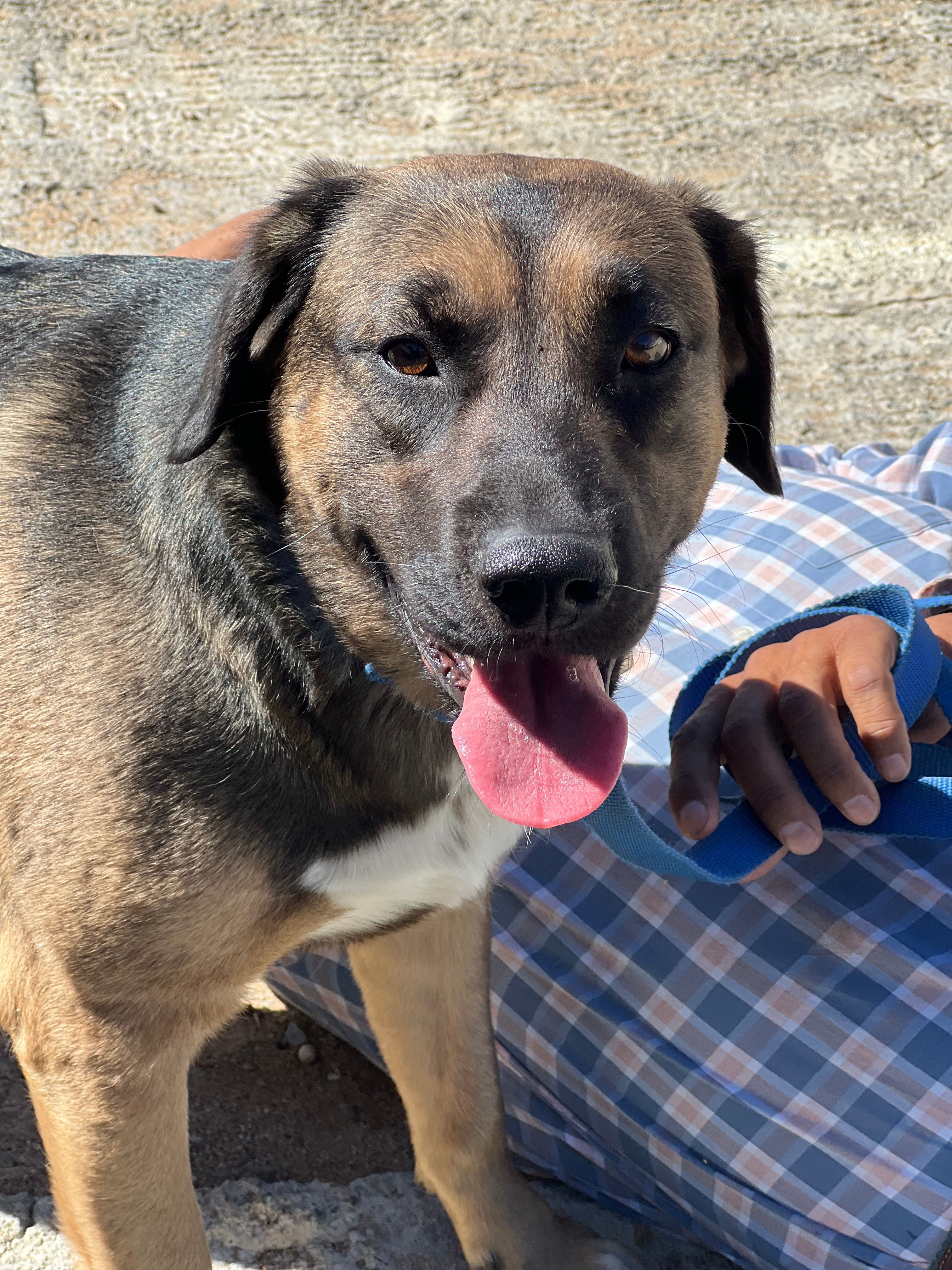 Corazon, an adoptable Retriever, Shepherd in Bakersfield, CA, 93306 | Photo Image 6