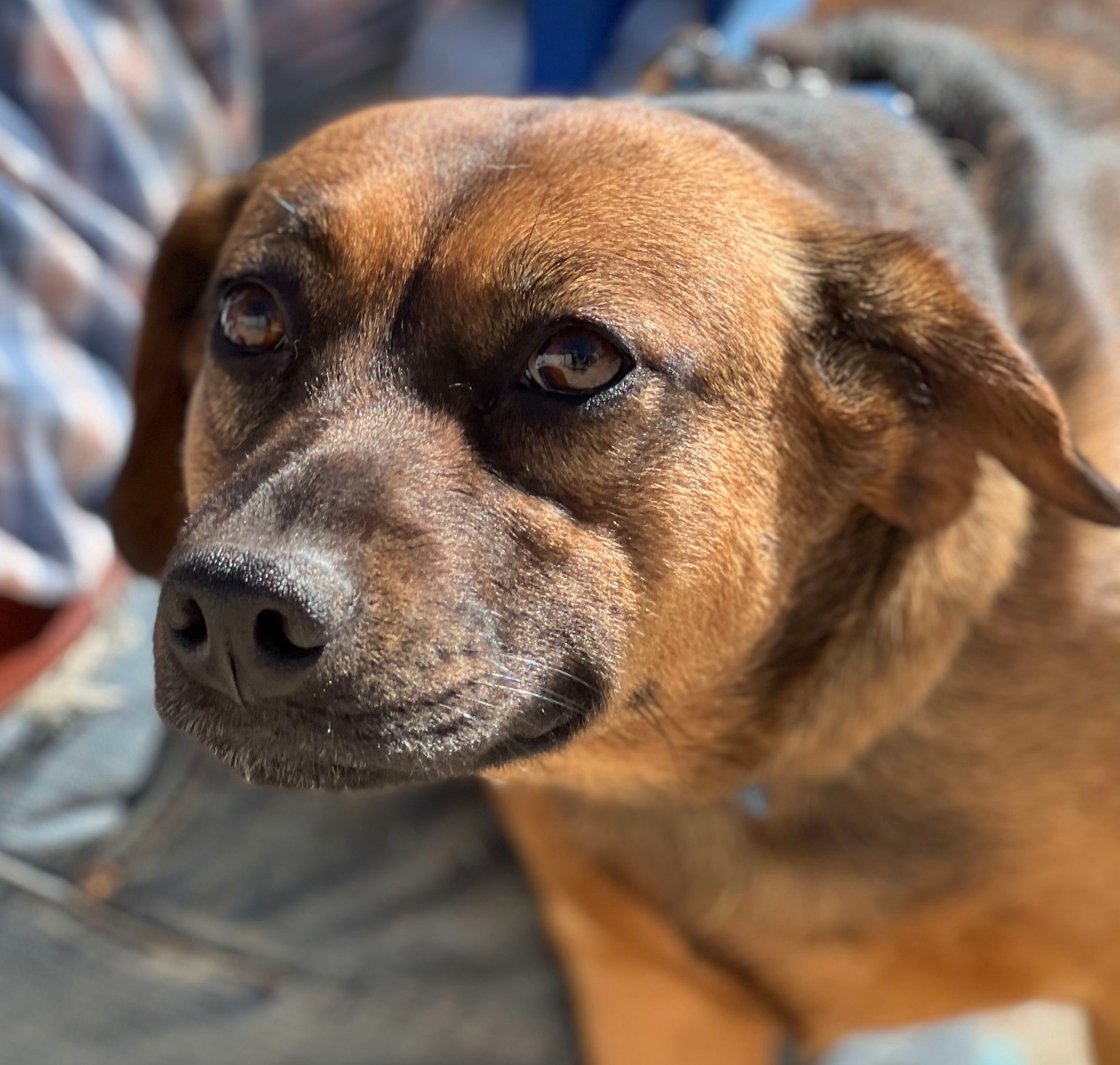 Grandiosa, an adoptable Retriever, Shepherd in Bakersfield, CA, 93306 | Photo Image 1