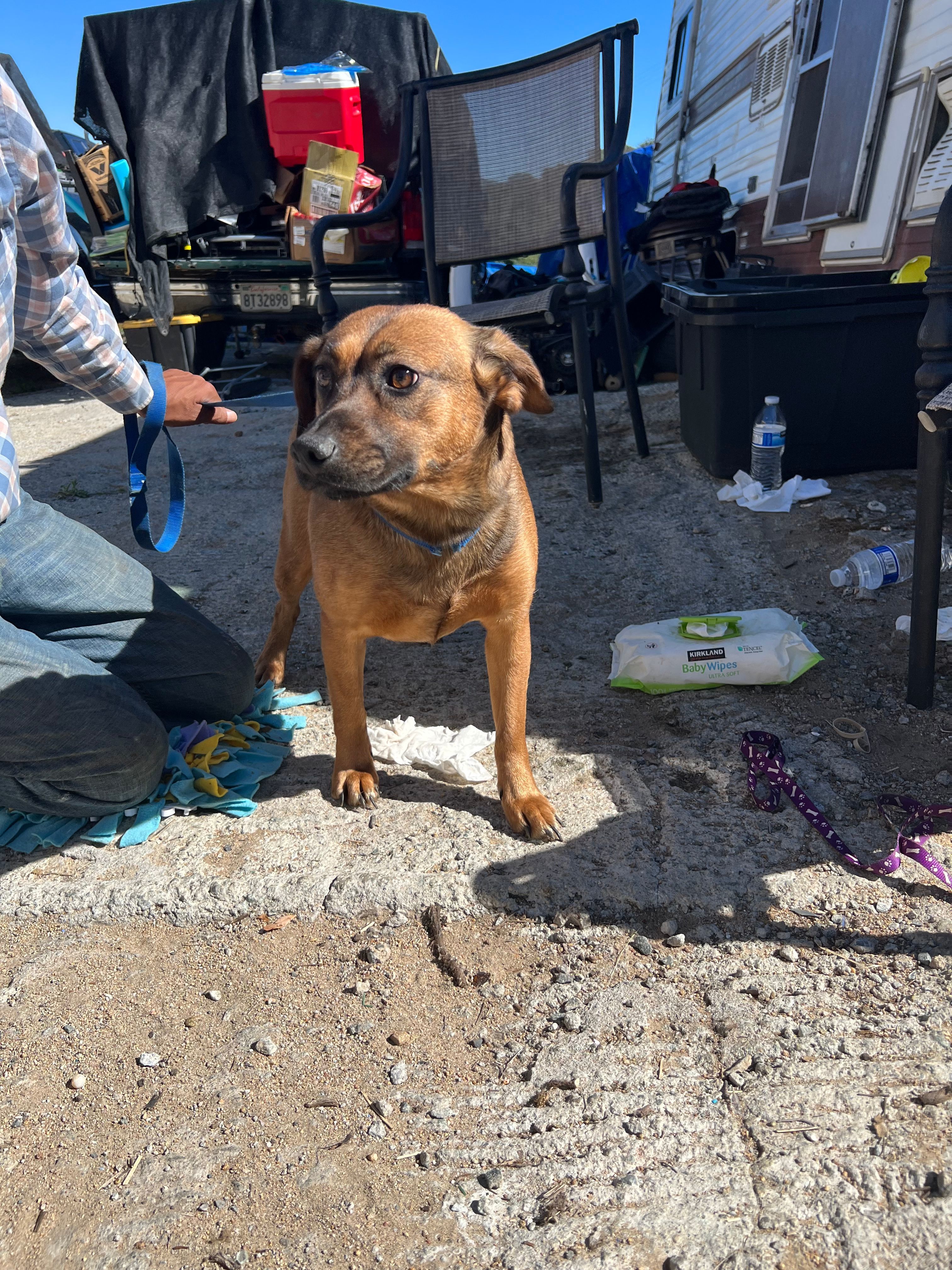 Grandiosa, an adoptable Retriever, Shepherd in Bakersfield, CA, 93306 | Photo Image 3