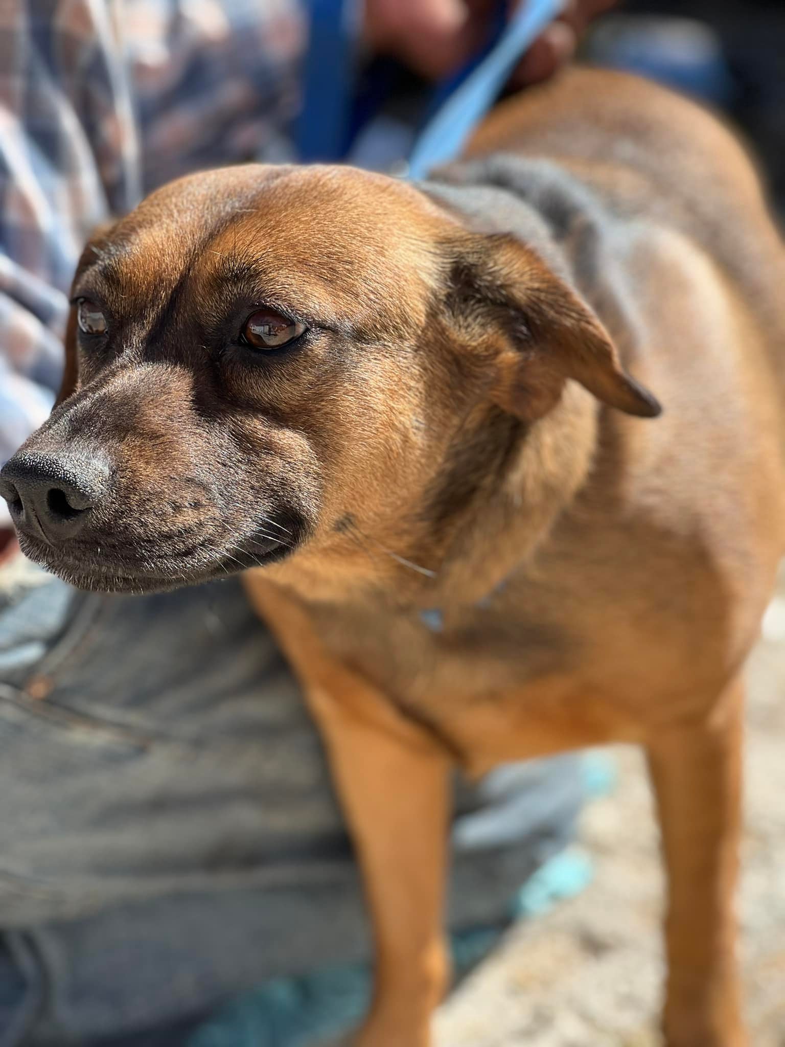 Grandiosa, an adoptable Retriever, Shepherd in Bakersfield, CA, 93306 | Photo Image 4