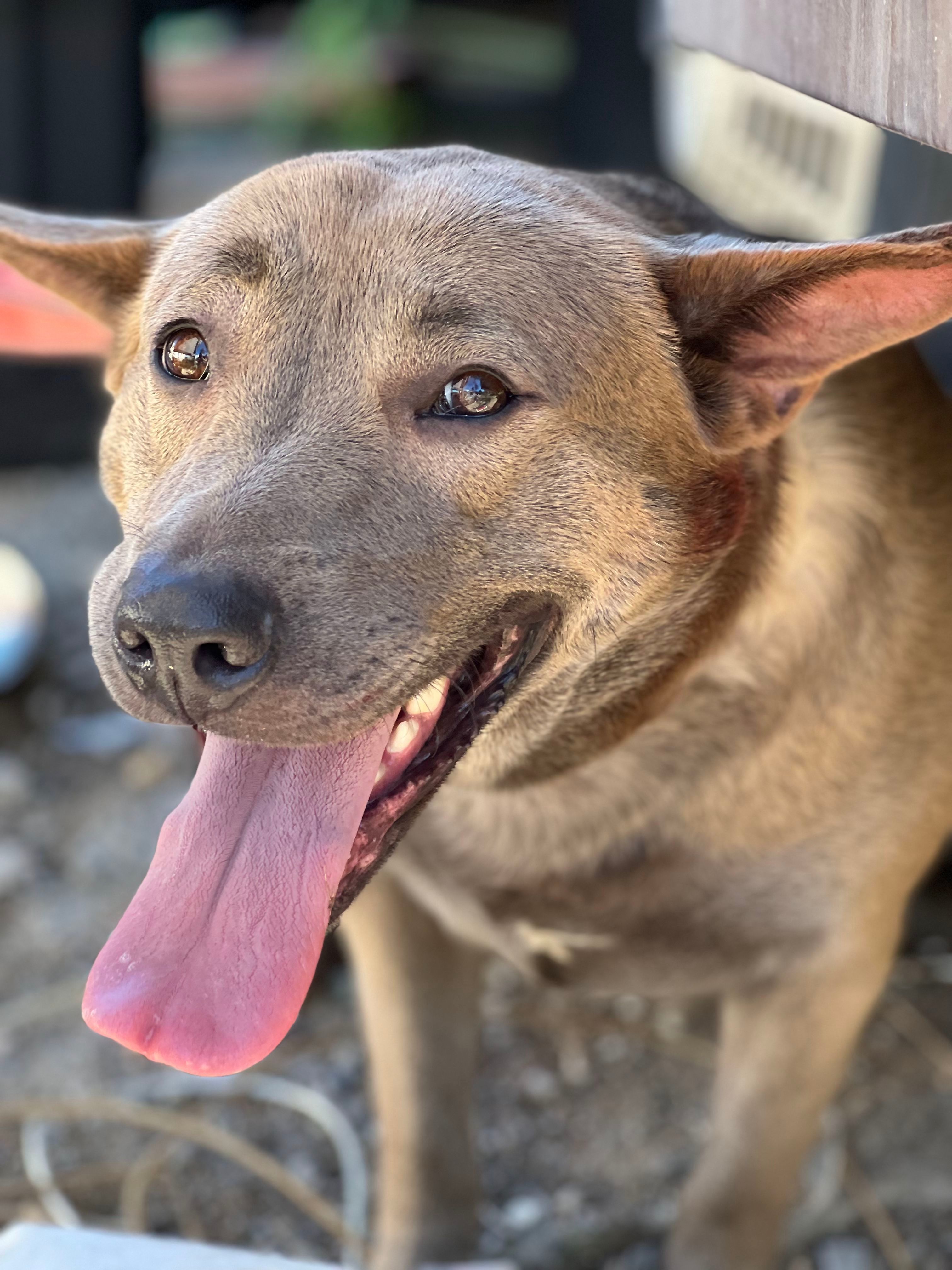 TJ, an adoptable American Staffordshire Terrier, Shepherd in Bakersfield, CA, 93306 | Photo Image 1