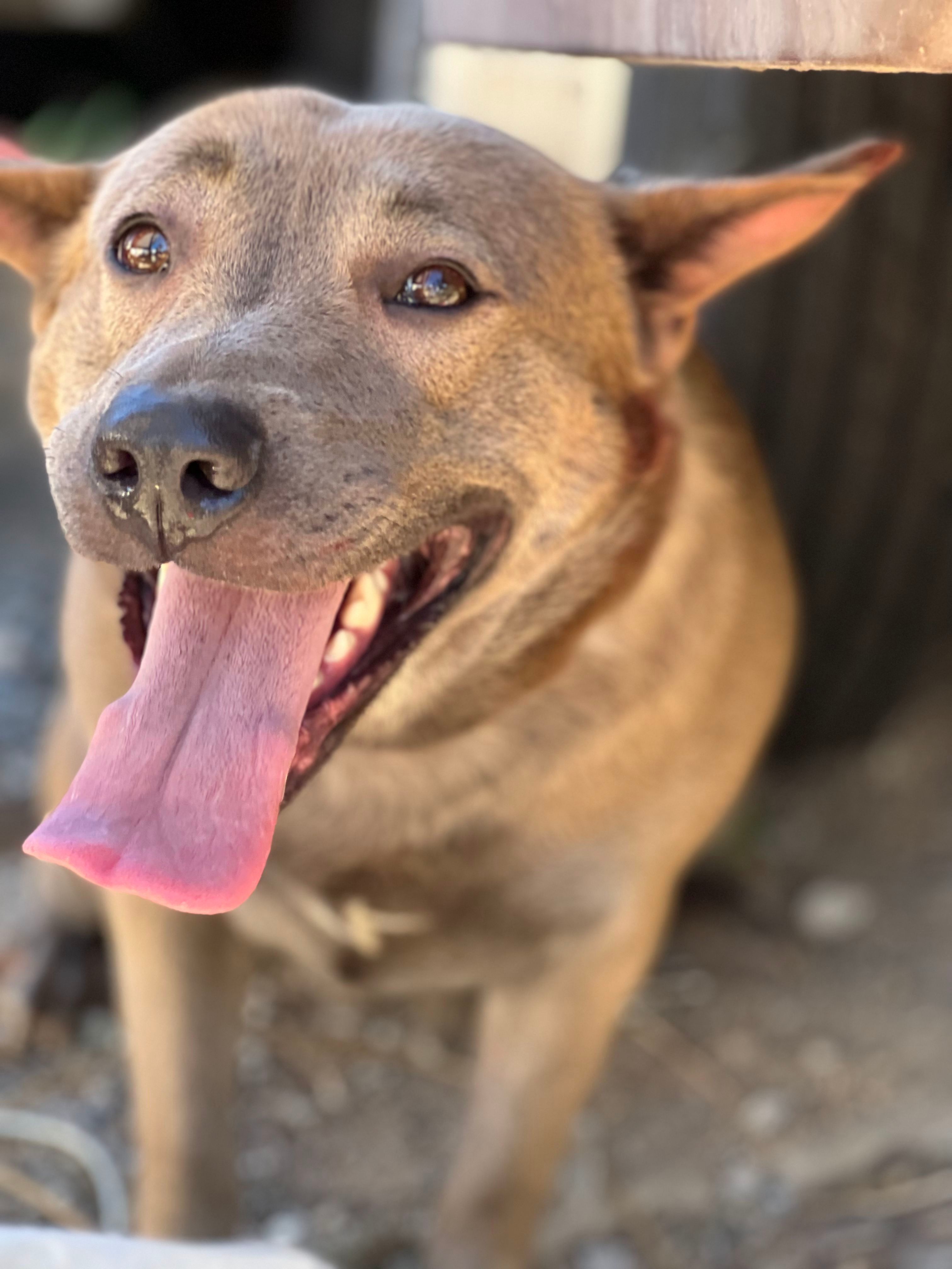 TJ, an adoptable Labrador Retriever, Shepherd in Bakersfield, CA, 93306 | Photo Image 2