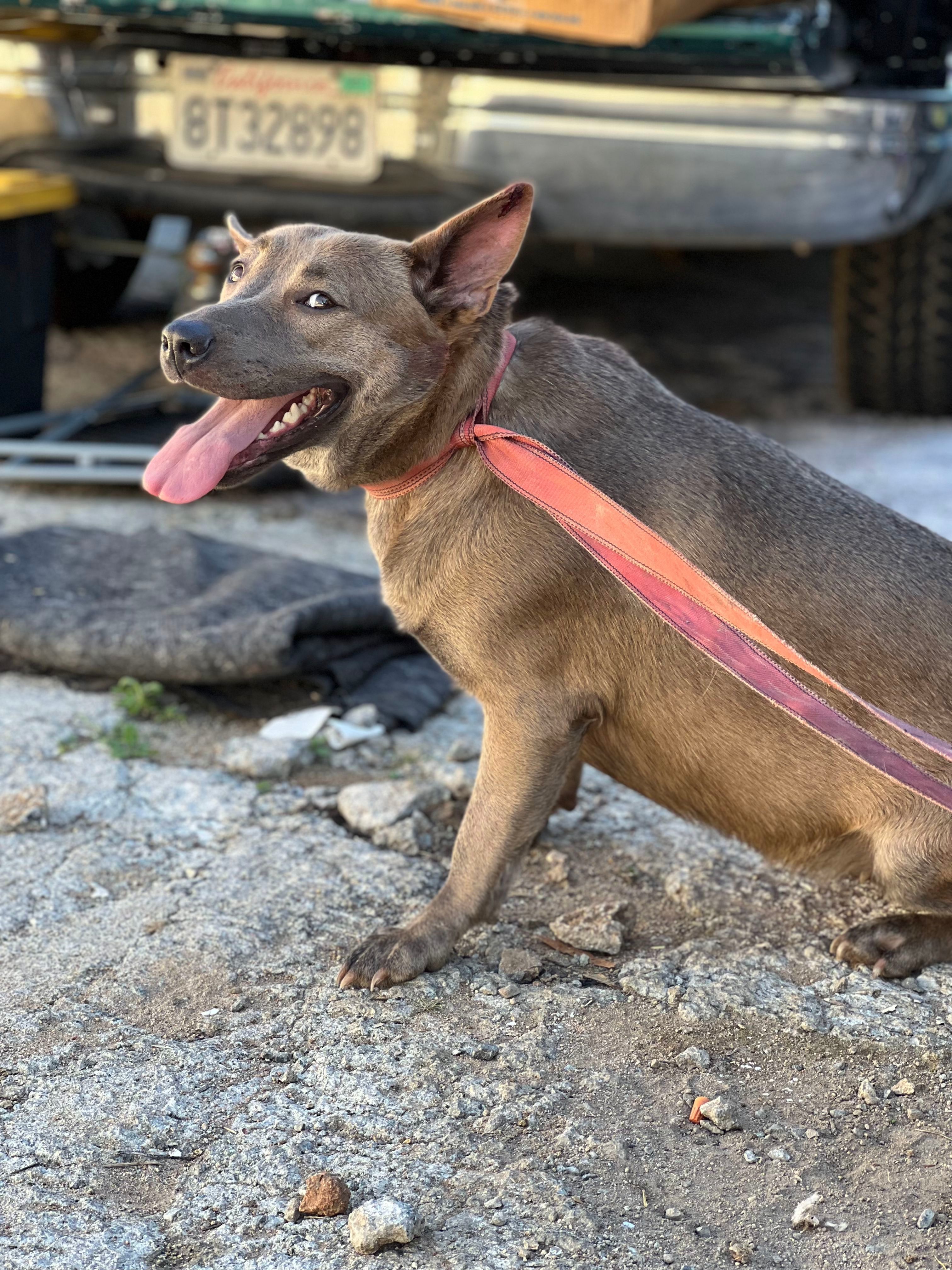 TJ, an adoptable American Staffordshire Terrier, Shepherd in Bakersfield, CA, 93306 | Photo Image 3