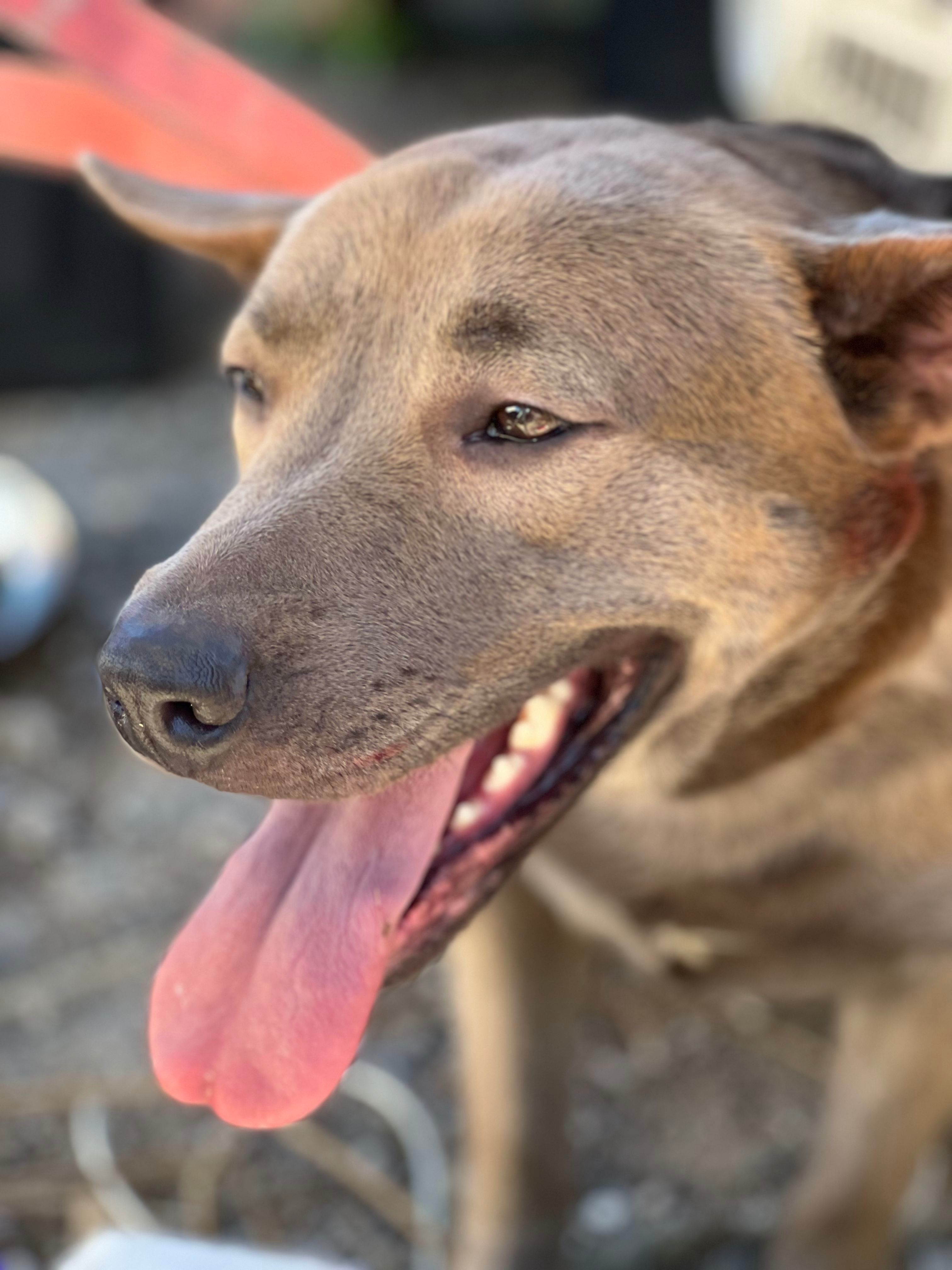 TJ, an adoptable American Staffordshire Terrier, Shepherd in Bakersfield, CA, 93306 | Photo Image 4