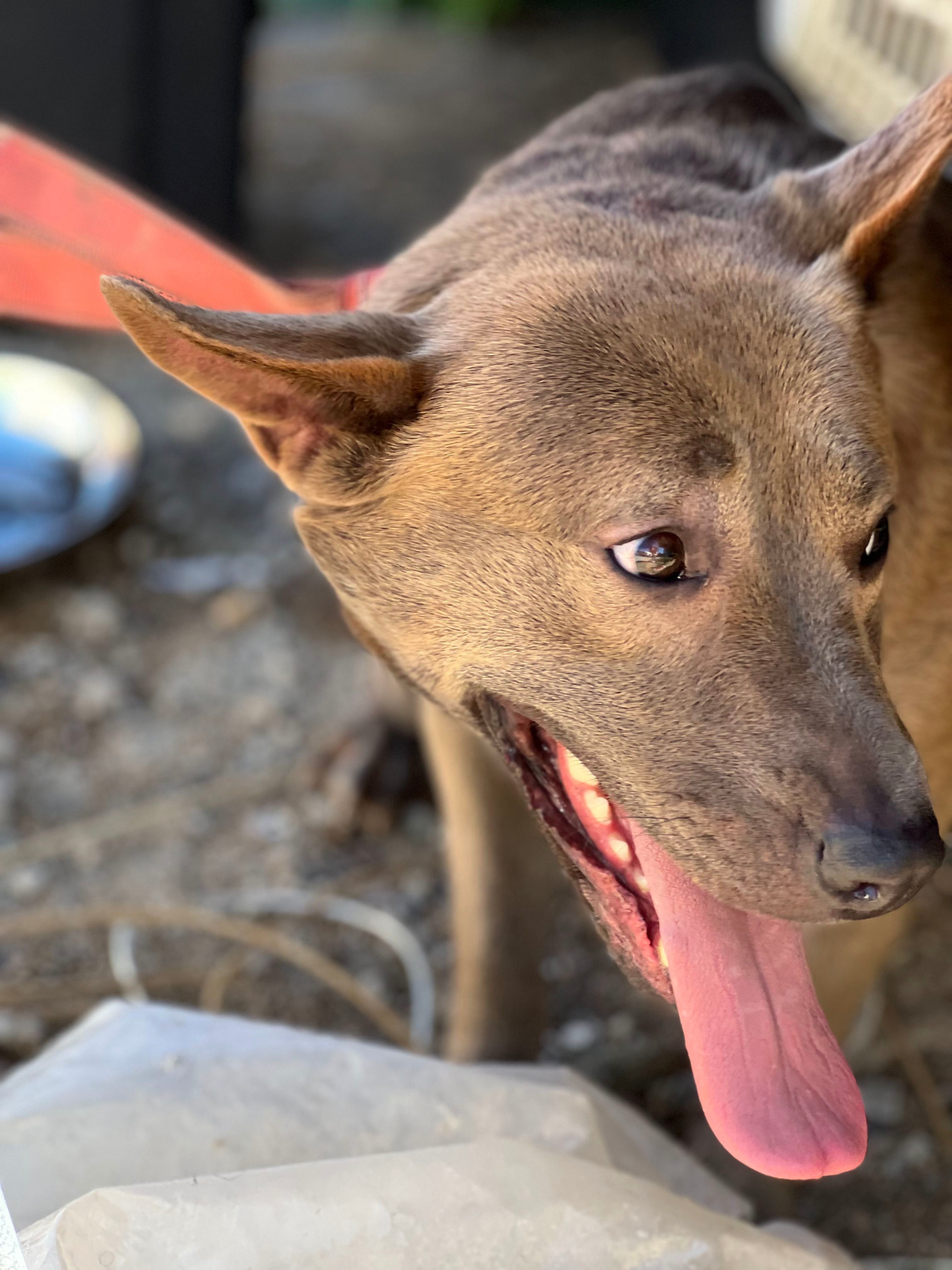 TJ, an adoptable Labrador Retriever, Shepherd in Bakersfield, CA, 93306 | Photo Image 5