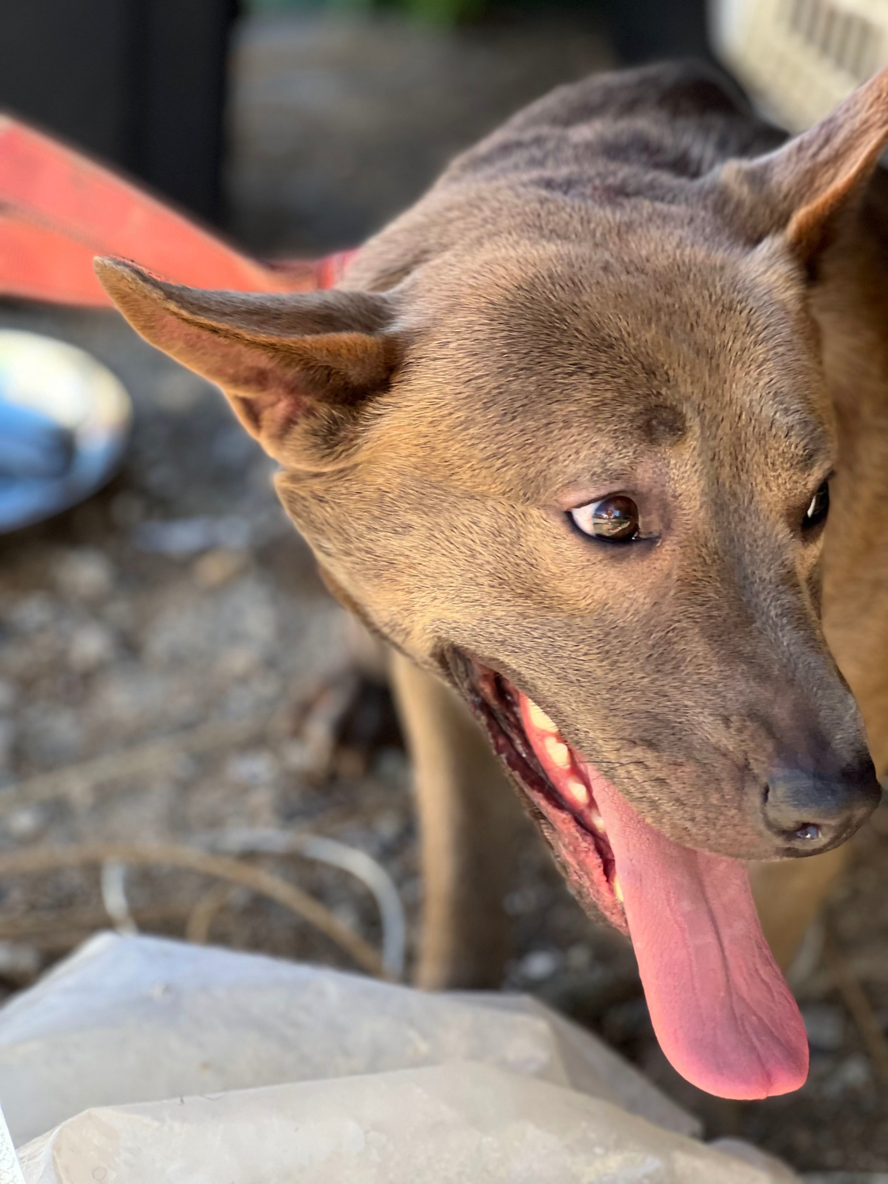TJ, an adoptable American Staffordshire Terrier, Shepherd in Bakersfield, CA, 93306 | Photo Image 5