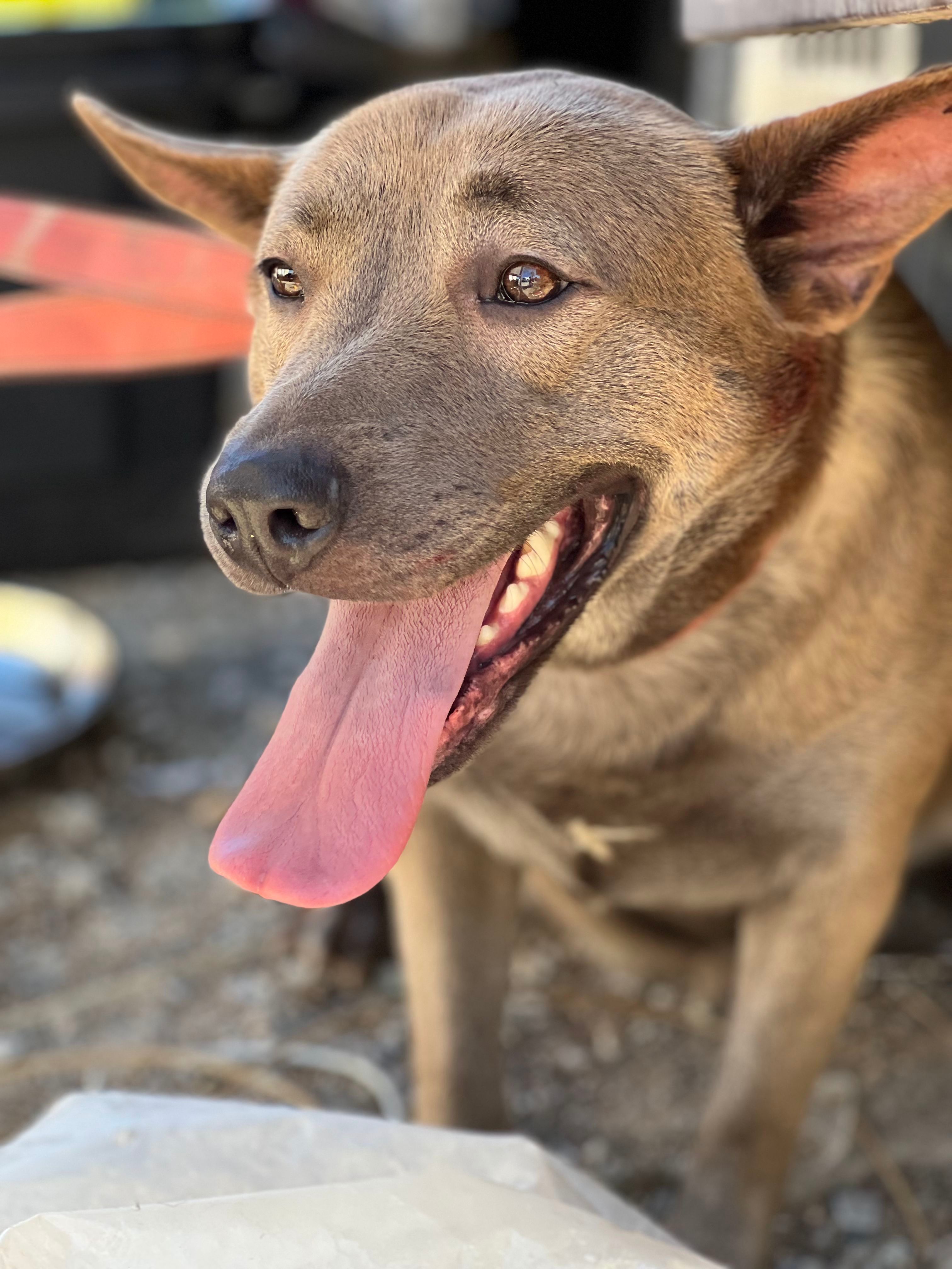 TJ, an adoptable American Staffordshire Terrier, Shepherd in Bakersfield, CA, 93306 | Photo Image 6