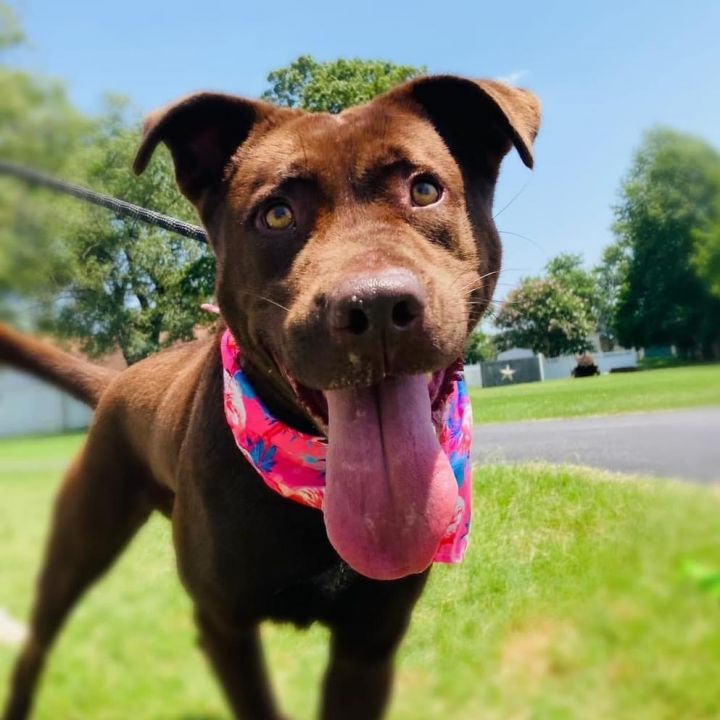 Chesapeake lab clearance mix puppy