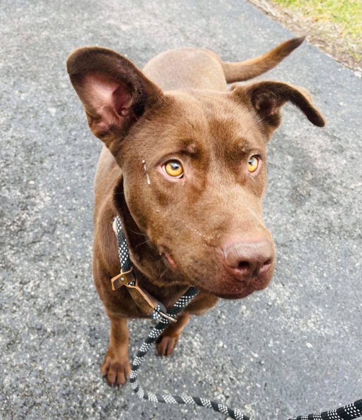 Chocolate lab and chesapeake bay best sale retriever mix