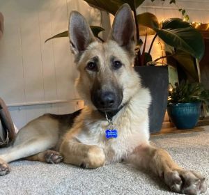 Animal Profile Freya is an estimated 4-year-old 60 lb female German Shepherd who has a lot of love