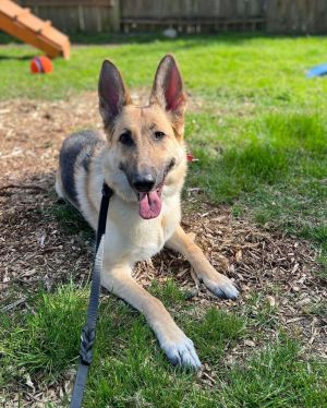 Animal Profile Freya is an estimated 4-year-old 60 lb female German Shepherd who has a lot of love