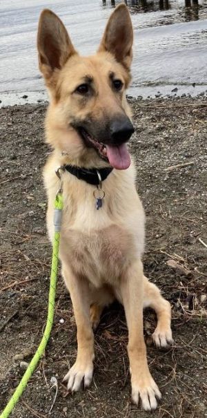 Animal Profile Freya is an estimated 4-year-old 60 lb female German Shepherd who has a lot of love