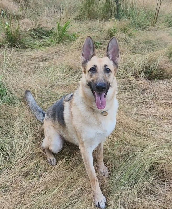 Freya, an adoptable German Shepherd Dog in Bothell, WA, 98021 | Photo Image 2
