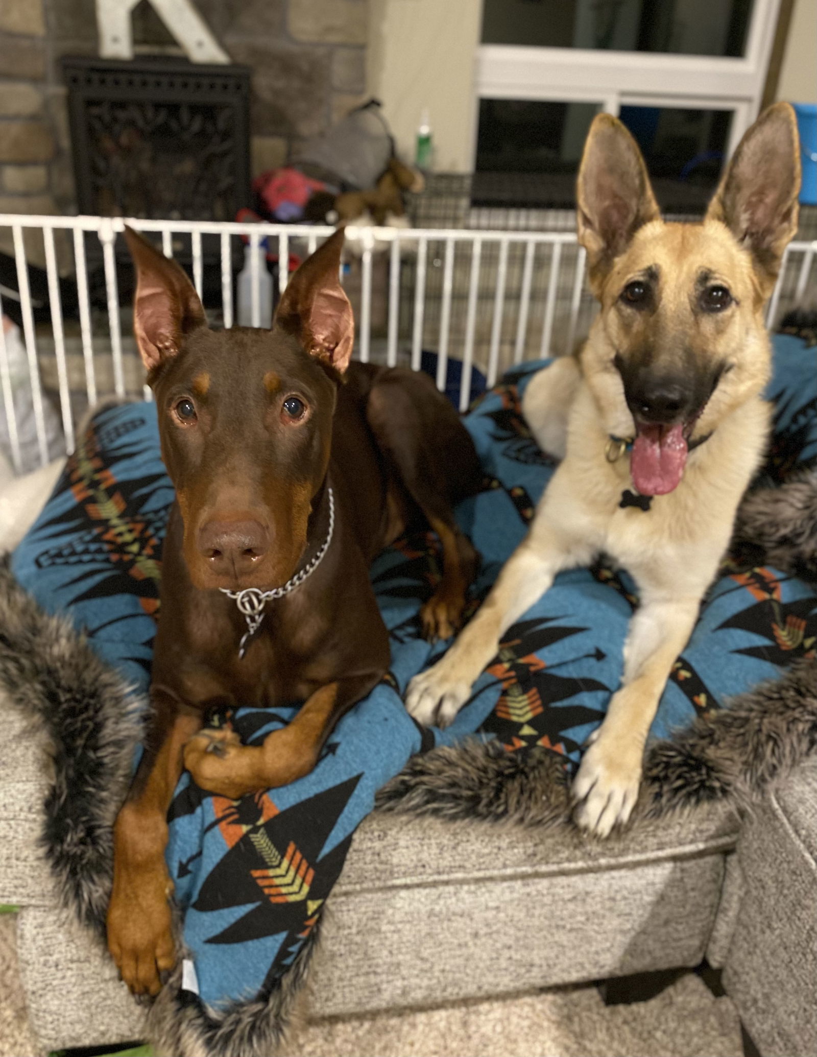 Freya, an adoptable German Shepherd Dog in Bothell, WA, 98021 | Photo Image 3