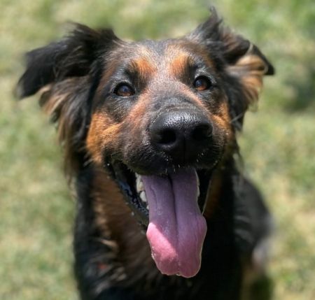 Daisy Ann - Foster or Adopt Me!