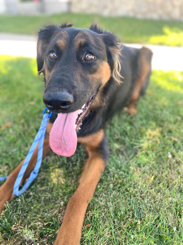 Daisy Ann - Foster or Adopt Me! Photo