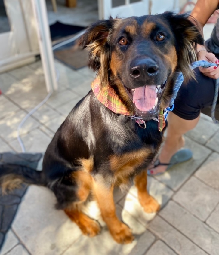 Daisy Ann - Foster or Adopt Me! Photo