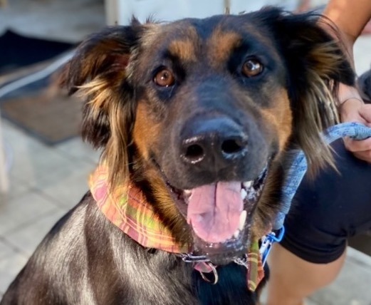 Daisy Ann - Foster or Adopt Me! Photo