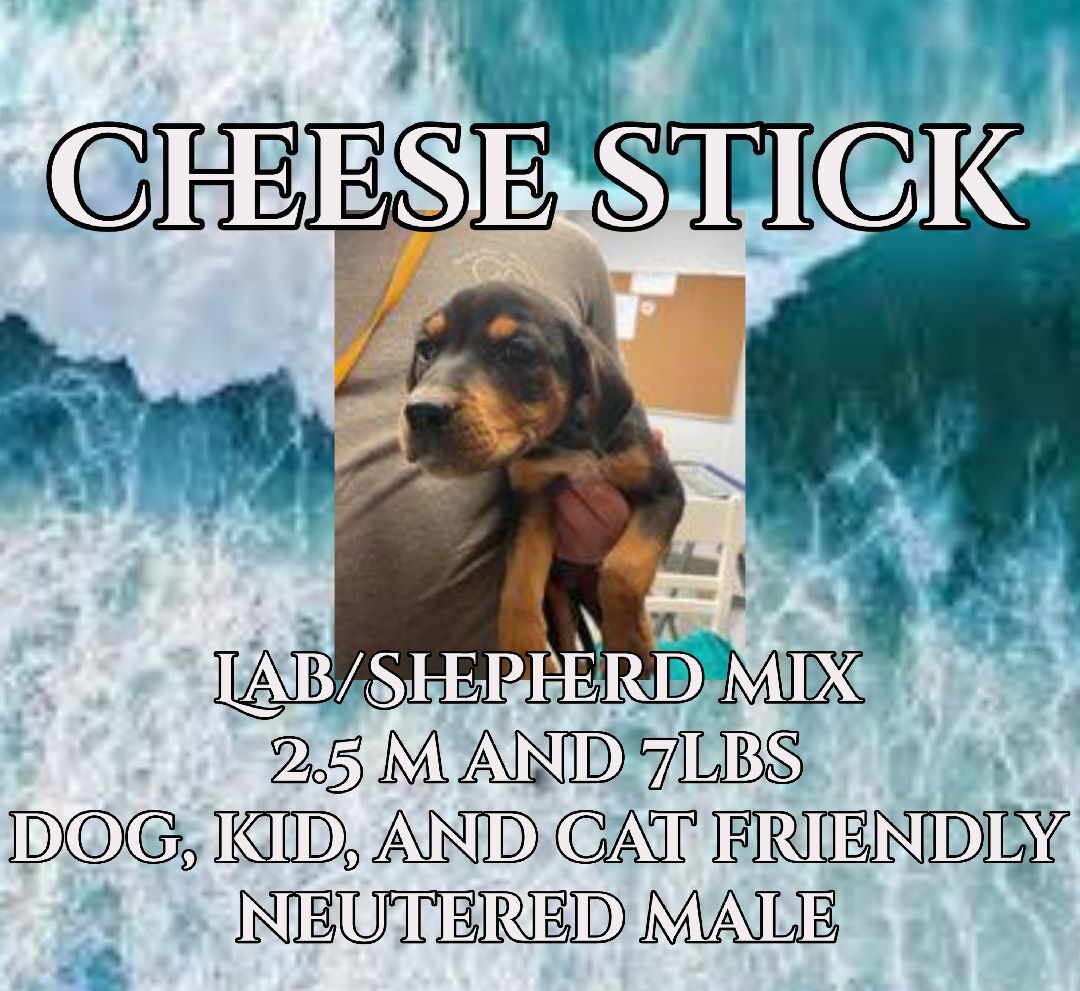 Cheese Stick