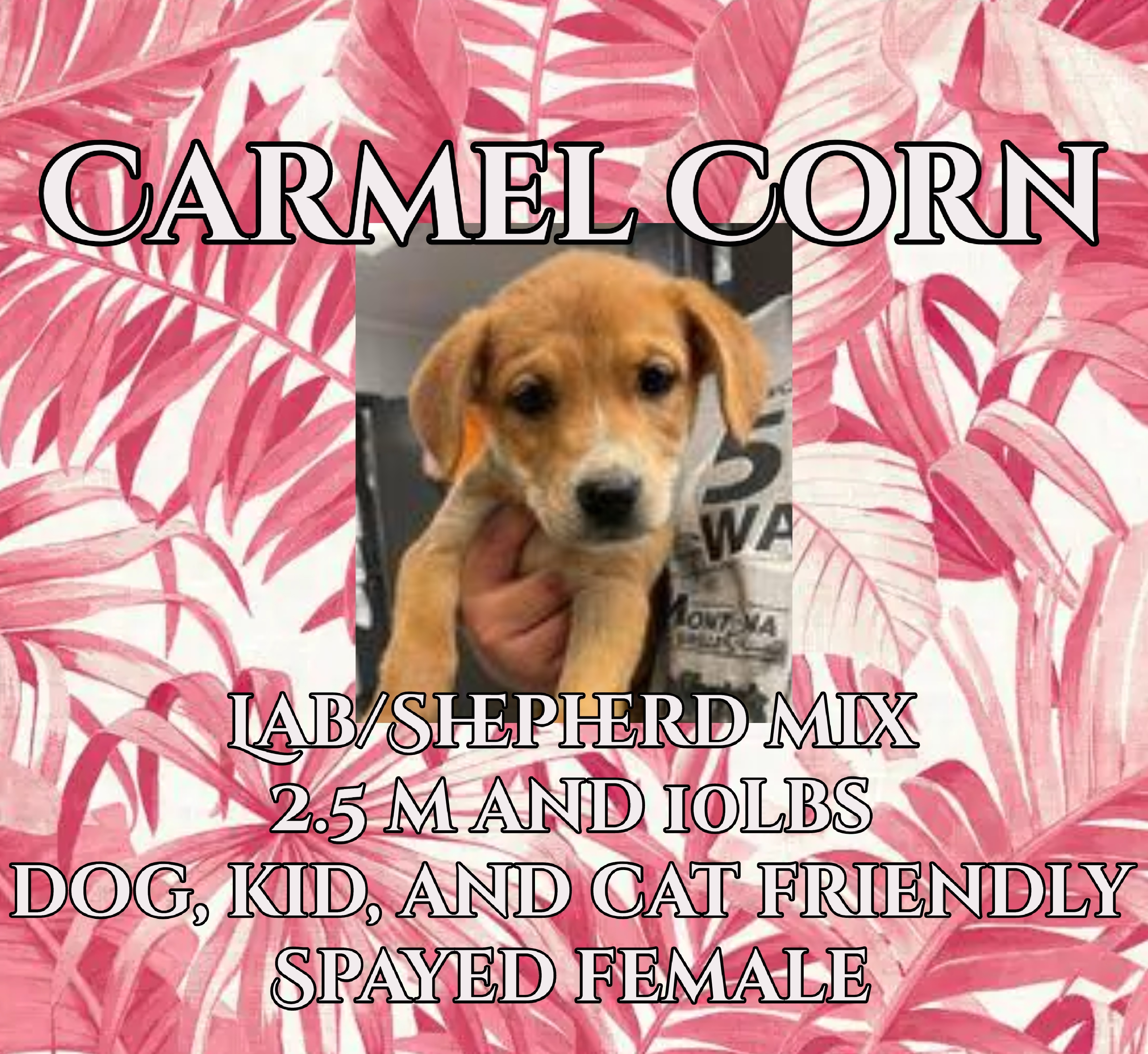Carmel Corn