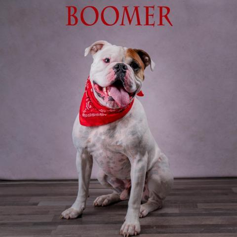 Boomer 05-2439