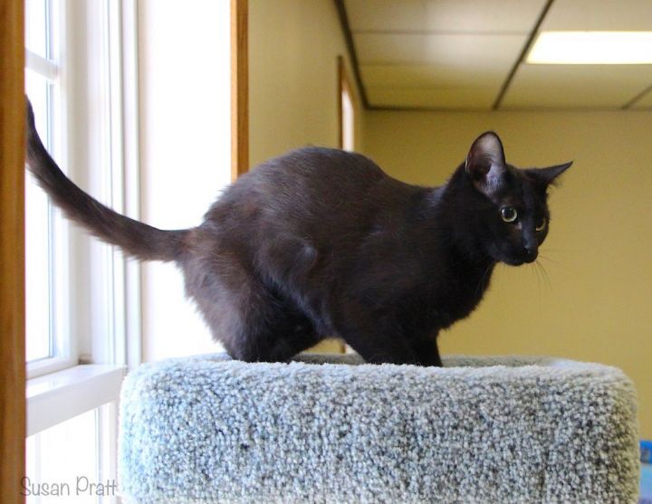 Inky, an adoptable Domestic Short Hair Mix in Bedford, VA_image-2