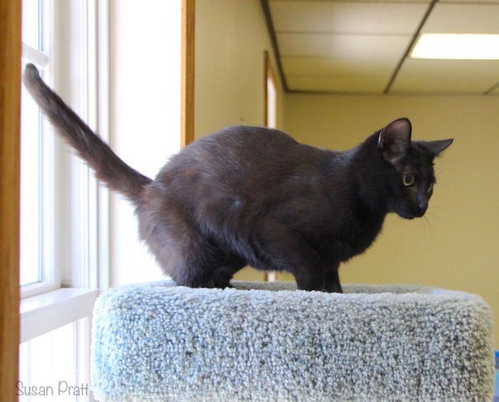 Inky, an adoptable Domestic Short Hair Mix in Bedford, VA_image-5