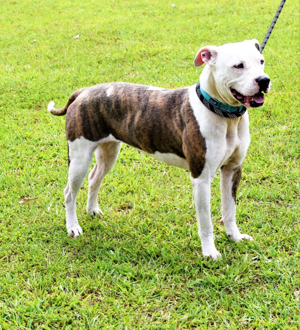 Nova, an adoptable Pit Bull Terrier in St. Francisville, LA, 70775 | Photo Image 2