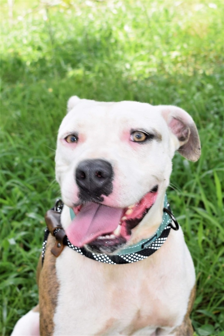 Nova, an adoptable Pit Bull Terrier in St. Francisville, LA, 70775 | Photo Image 1