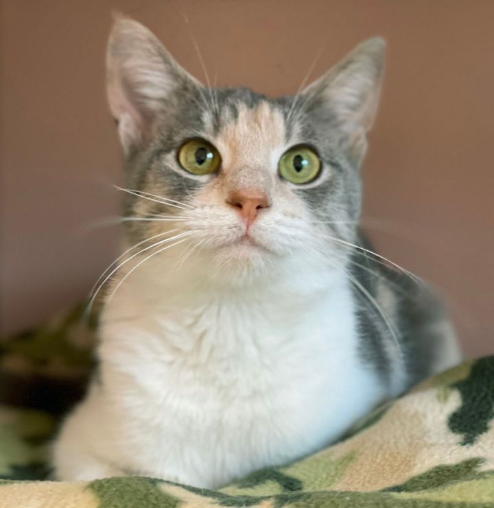 Mia, an adopted Domestic Short Hair in Charles Town, WV_image-5